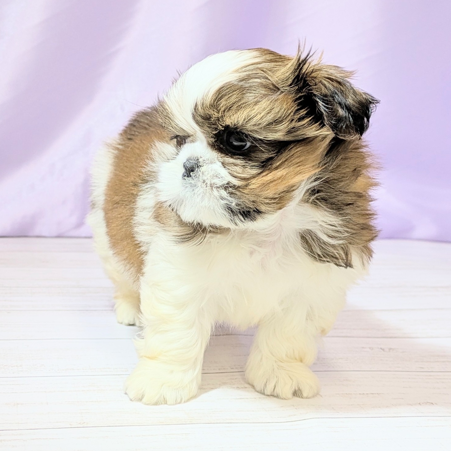 兵庫県のシーズー (犬の家＆猫の里尼崎店/2026年2月5日生まれ/男の子/ゴールドホワイト)の子犬の4枚目の画像