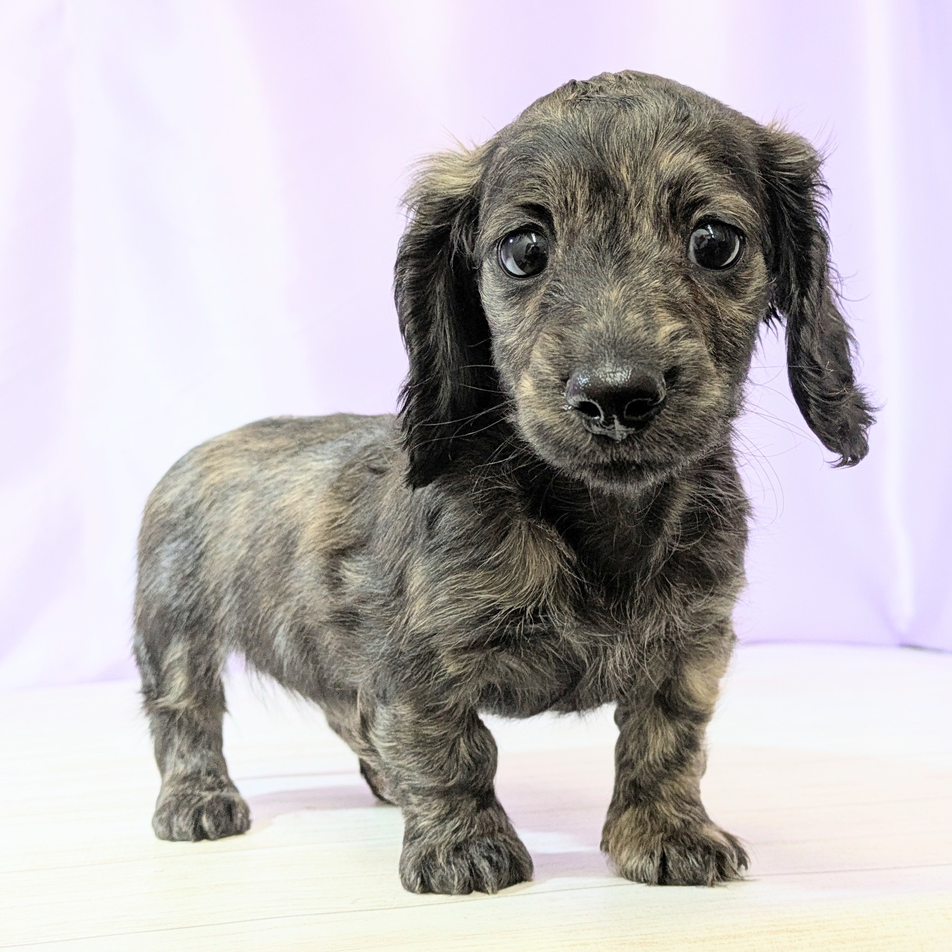 兵庫県のカニンヘンダックスフンド(ロング) (犬の家＆猫の里尼崎店/2026年1月31日生まれ/女の子/ブリンドル)の子犬の4枚目の画像