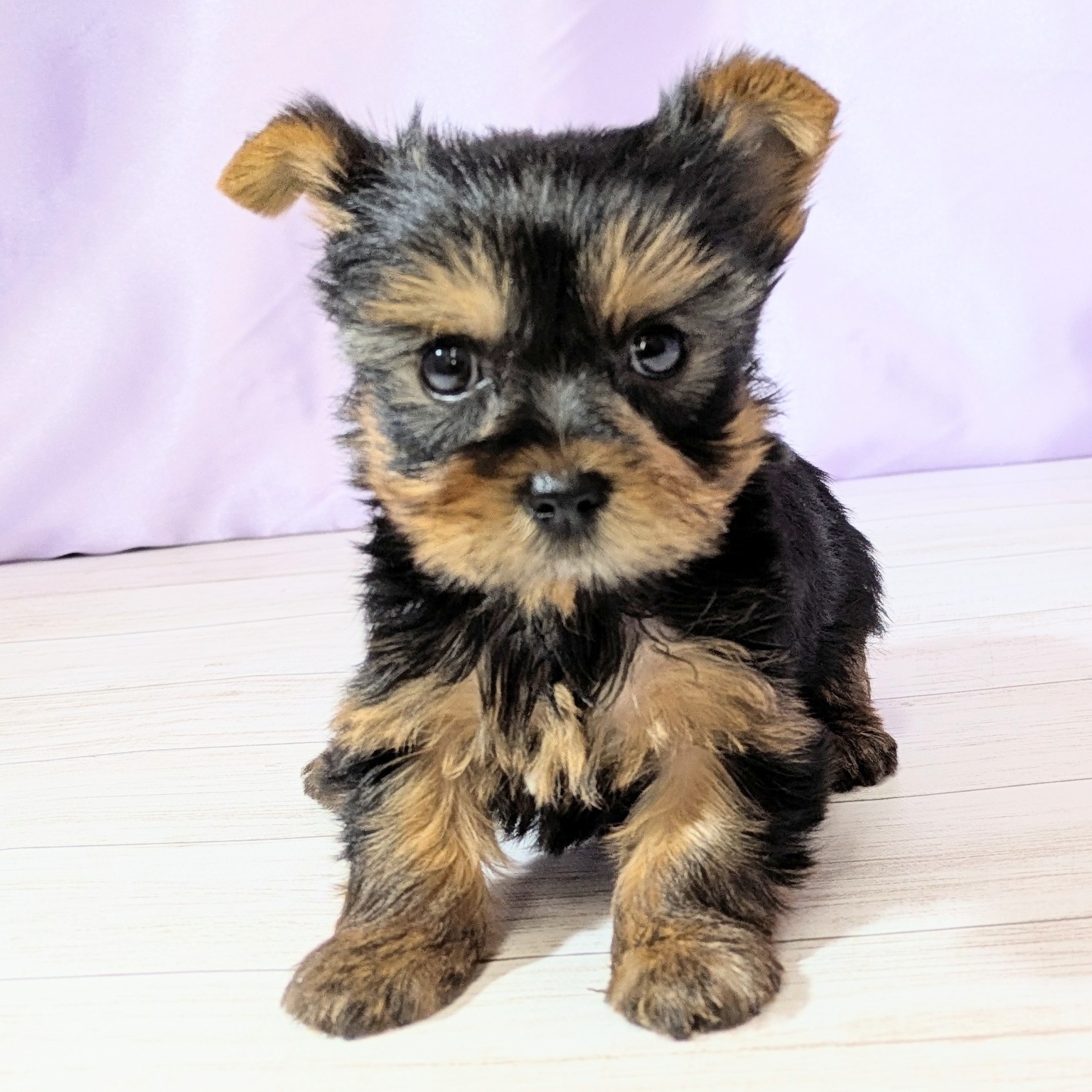 兵庫県のヨークシャーテリア (犬の家＆猫の里尼崎店/2026年2月13日生まれ/女の子/スチールブルータン)の子犬の4枚目の画像