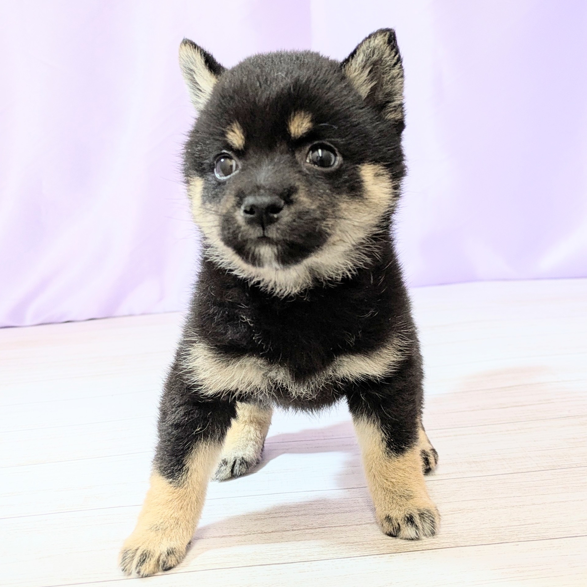 兵庫県の豆柴 (犬の家＆猫の里尼崎店/2026年2月14日生まれ/女の子/黒)の子犬の4枚目の画像