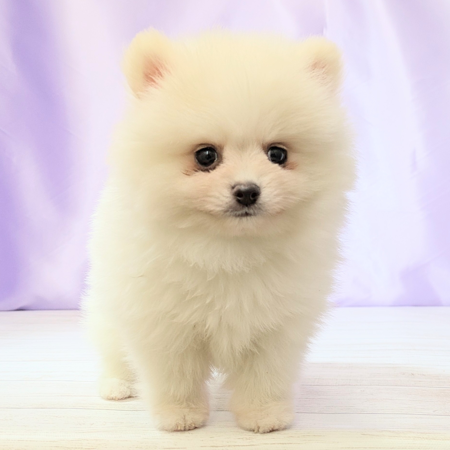 兵庫県のポメラニアン (犬の家＆猫の里尼崎店/2026年2月15日生まれ/男の子/ホワイト)の子犬の4枚目の画像