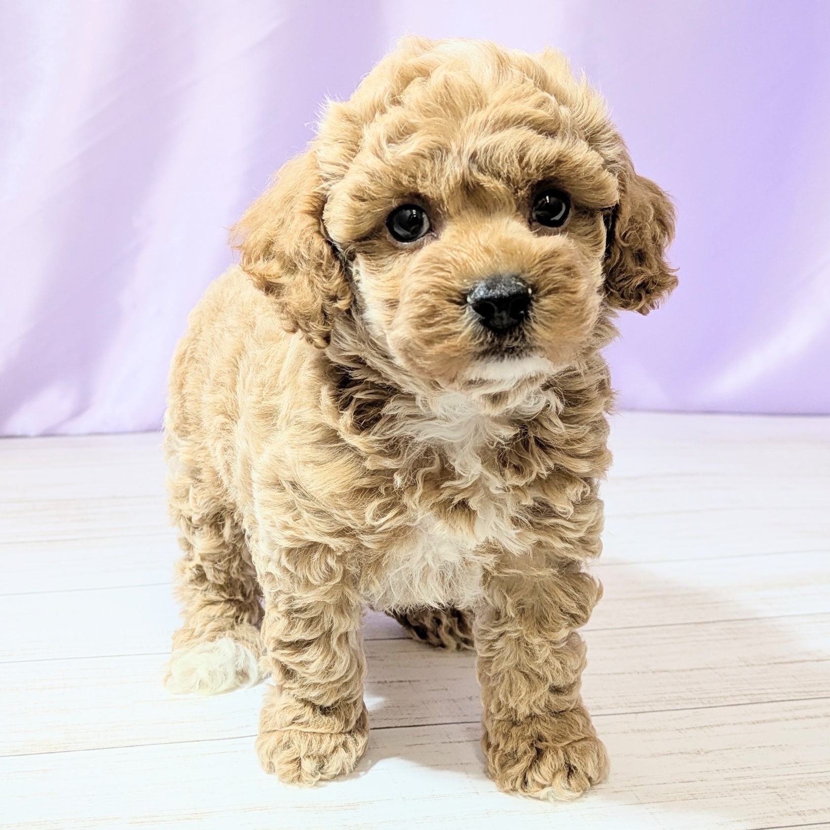 兵庫県のビションプー(ビションフリーゼ×プードル) (犬の家＆猫の里尼崎店/2026年2月22日生まれ/女の子/アプリコット)の子犬の4枚目の画像