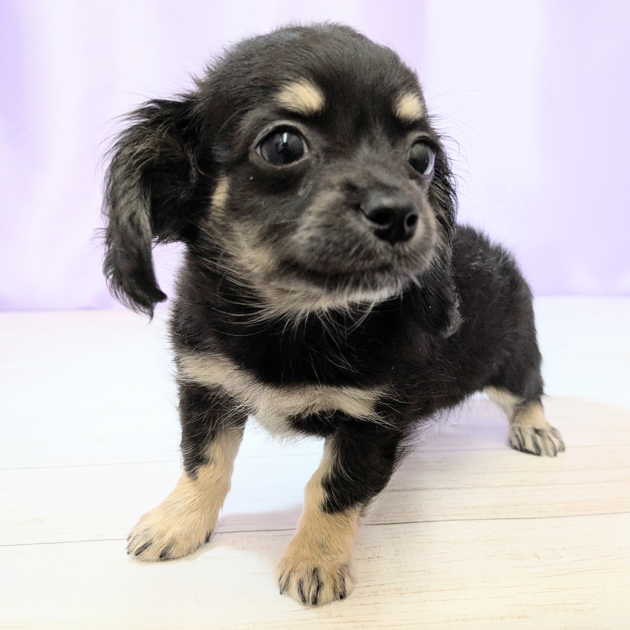 兵庫県のチワックス(チワワ×ダックス) (犬の家＆猫の里尼崎店/2026年2月21日生まれ/女の子/ブラックタン)の子犬の4枚目の画像