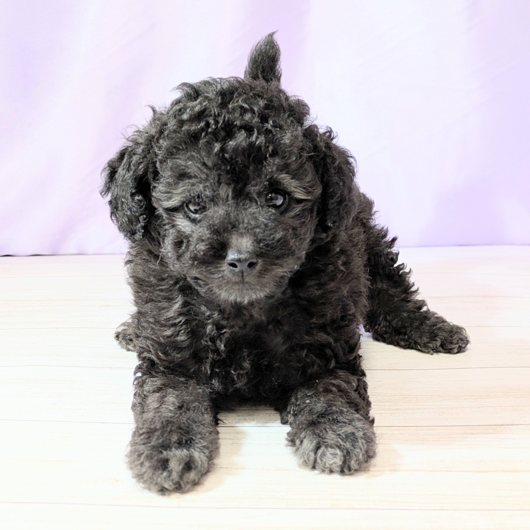 兵庫県のトイプードル(トイ) (犬の家＆猫の里尼崎店/2026年2月22日生まれ/女の子/グレー)の子犬の4枚目の画像