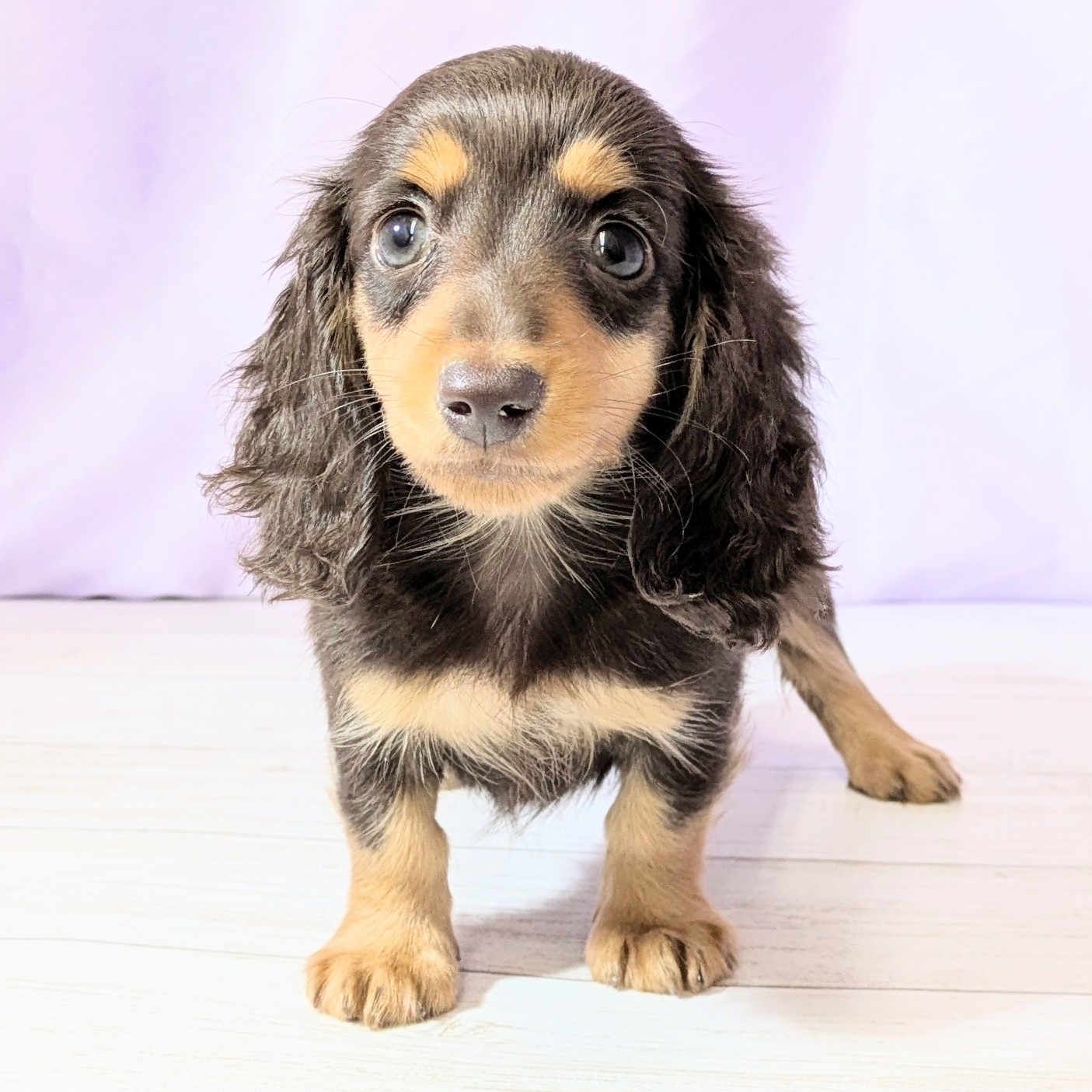 兵庫県のカニンヘンダックスフンド(ロング) (犬の家＆猫の里尼崎店/2026年2月25日生まれ/女の子/チョコレートタン)の子犬の4枚目の画像