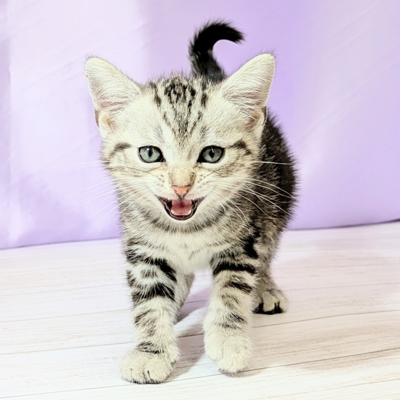 兵庫県のアメリカンショートヘアー (犬の家＆猫の里尼崎店/2026年2月26日生まれ/男の子/シルバータビー)の子猫の4枚目の画像