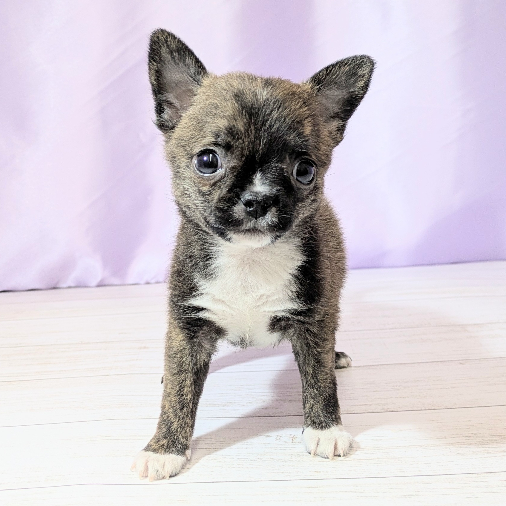 兵庫県のハーフ犬・ミックス犬 (犬の家＆猫の里尼崎店/2026年3月8日生まれ/男の子/ブリンドルホワイト)の子犬の4枚目の画像