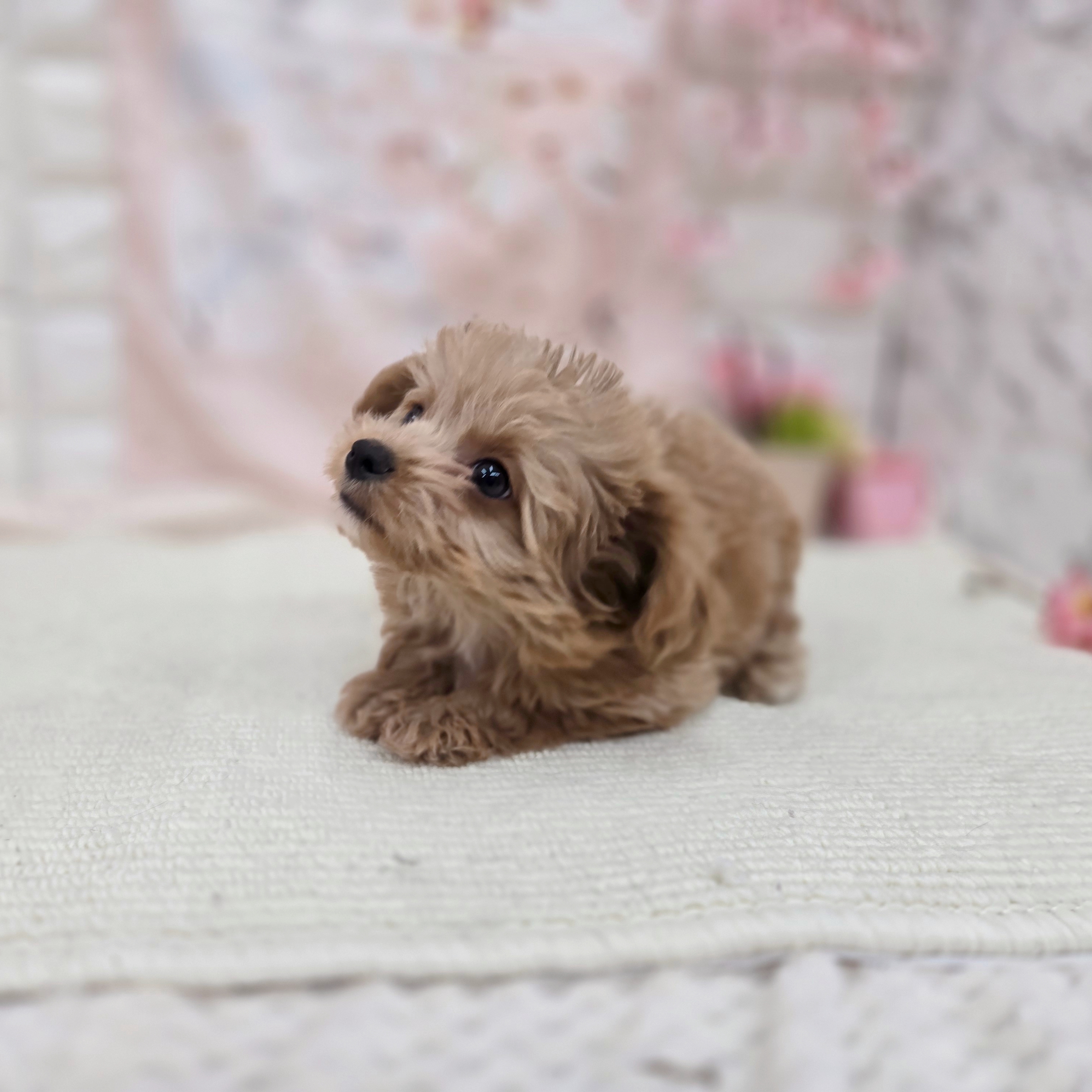 岐阜県のチワプー/プーチー(チワワ×プードル) (犬の家＆猫の里岐南店/2026年3月6日生まれ/男の子/アプリコットホワイト)の子犬の4枚目の画像