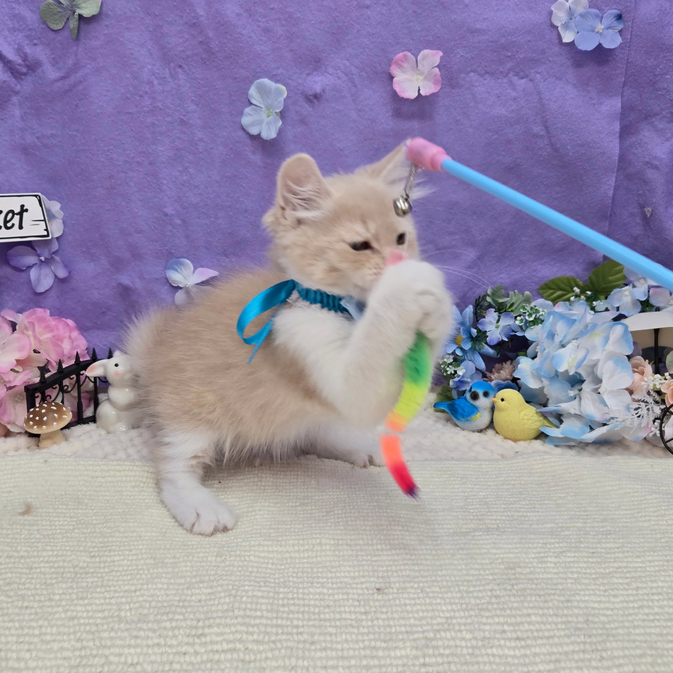 岐阜県のサイベリアン (犬の家＆猫の里岐南店/2026年2月15日生まれ/男の子/クリームタビーホワイト)の子猫の4枚目の画像