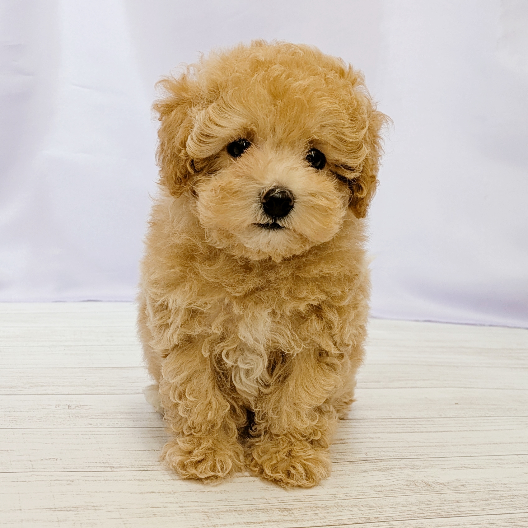 兵庫県のマルプー(マルチーズ×プードル) (犬の家＆猫の里尼崎店/2026年4月16日生まれ/男の子/アプリコット)の子犬の4枚目の画像