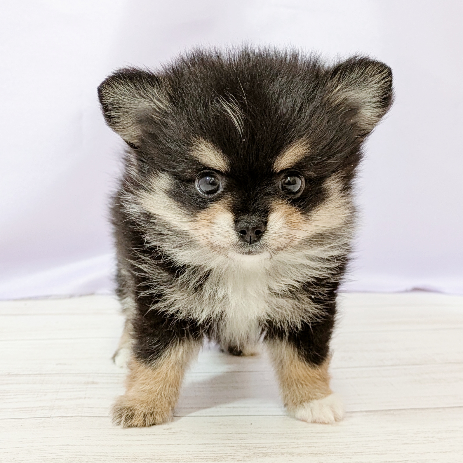 兵庫県のポメチワ/チワポメ/ポメチー(ポメラニアン×チワワ) (犬の家＆猫の里尼崎店/2026年4月21日生まれ/女の子/ブラックタン)の子犬の4枚目の画像