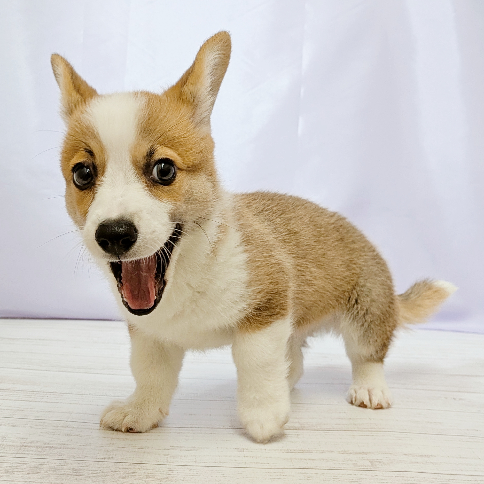兵庫県のウェルシュコーギーペンブローク (犬の家＆猫の里尼崎店/2026年4月17日生まれ/男の子/レッドホワイト)の子犬の4枚目の画像
