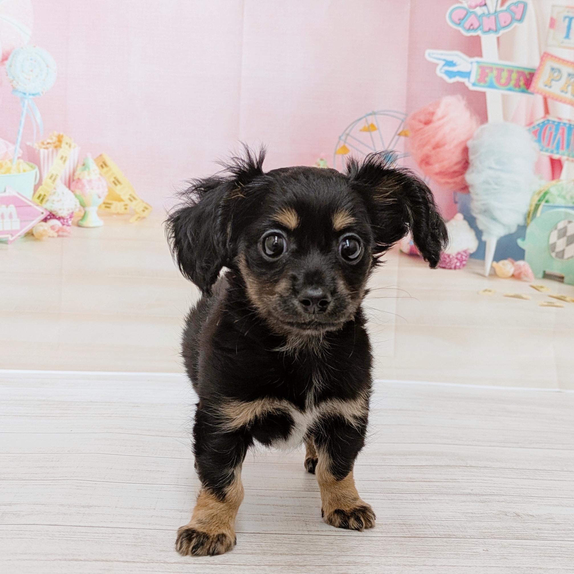 兵庫県のチワックス(チワワ×ダックス) (犬の家＆猫の里尼崎店/2026年4月30日生まれ/女の子/ブラックタン)の子犬の4枚目の画像