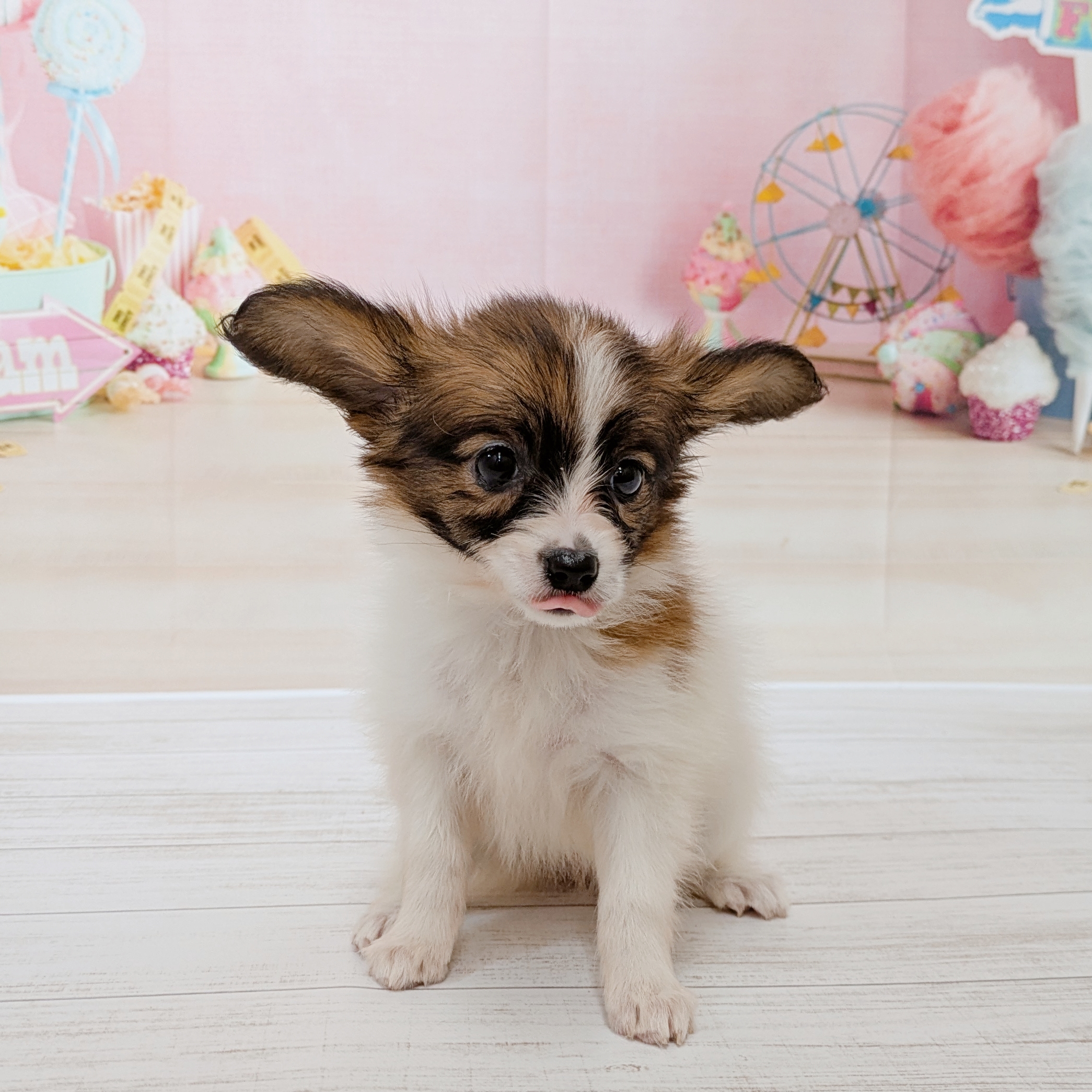 生体画像４