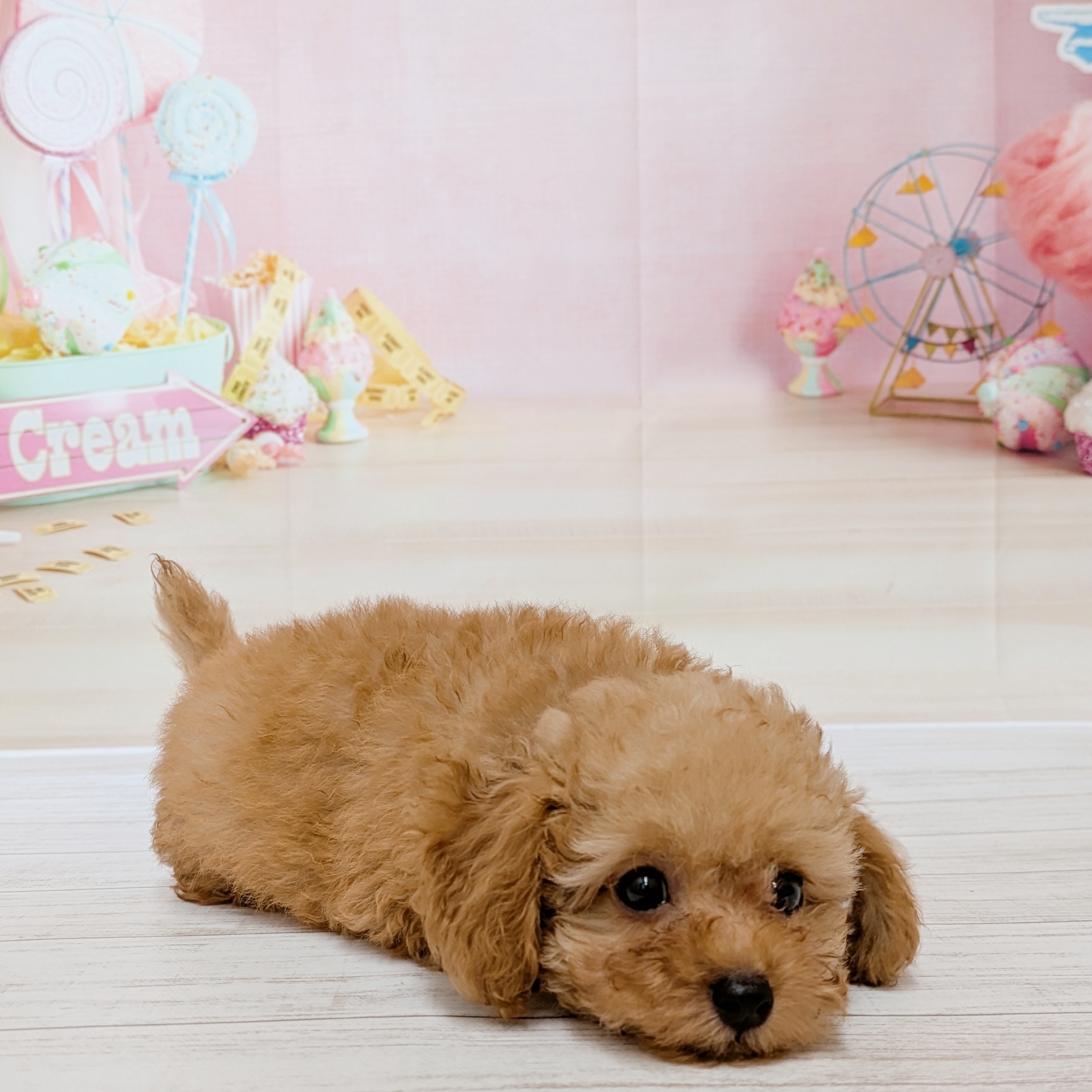 兵庫県のトイプードル(トイ) (犬の家＆猫の里尼崎店/2026年5月13日生まれ/男の子/オレンジフォーン)の子犬の4枚目の画像
