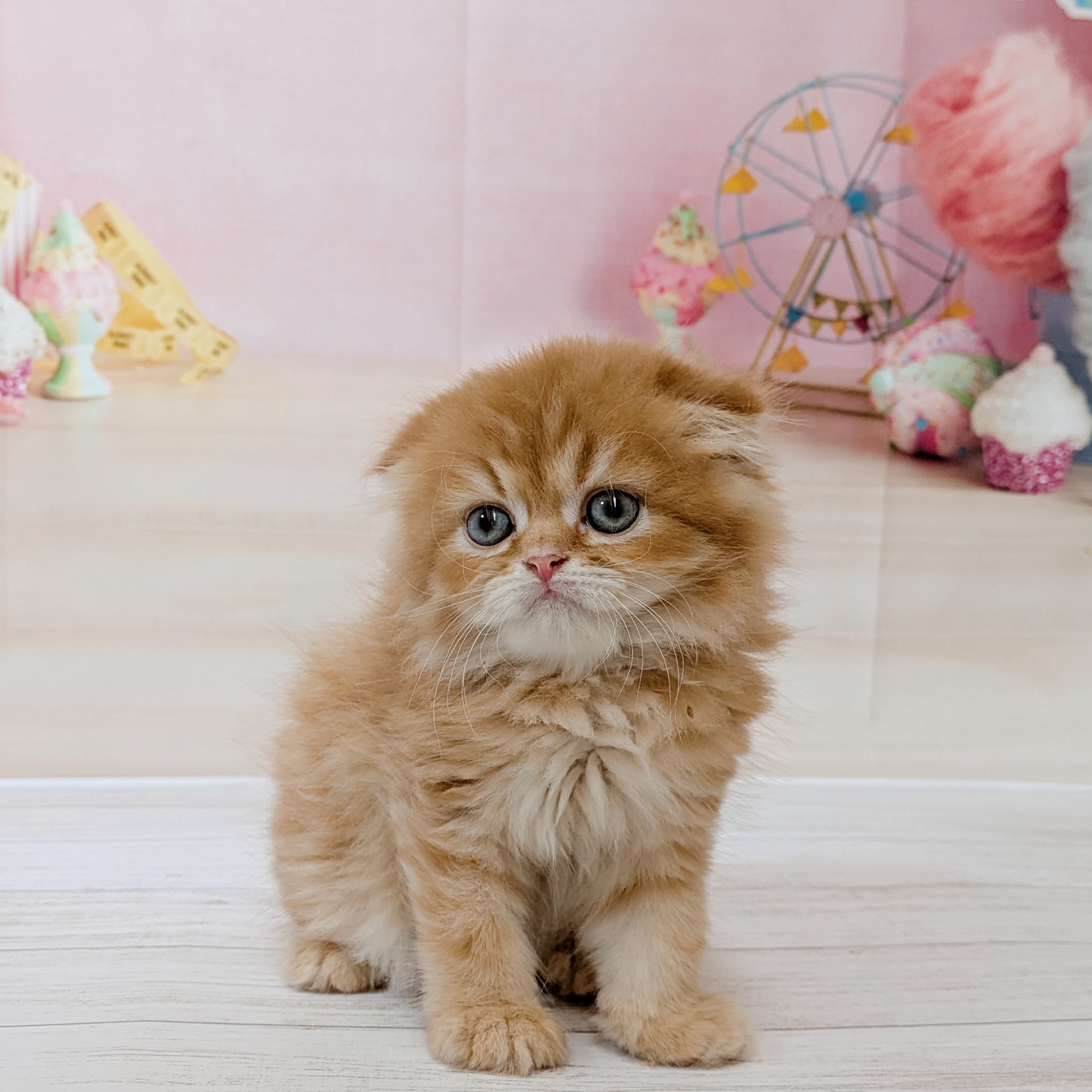 兵庫県のスコティッシュフォールド (犬の家＆猫の里尼崎店/2026年5月13日生まれ/男の子/レッドタビーホワイト)の子猫の4枚目の画像