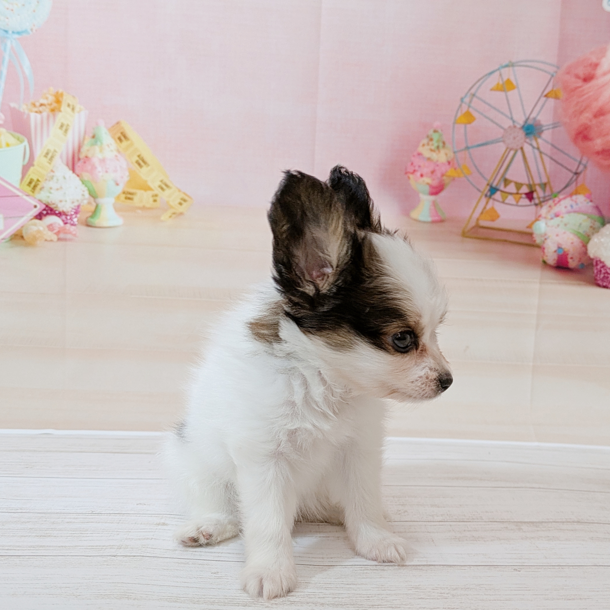 兵庫県のパピヨン (犬の家＆猫の里尼崎店/2026年5月20日生まれ/男の子/ホワイトブラウン)の子犬の4枚目の画像