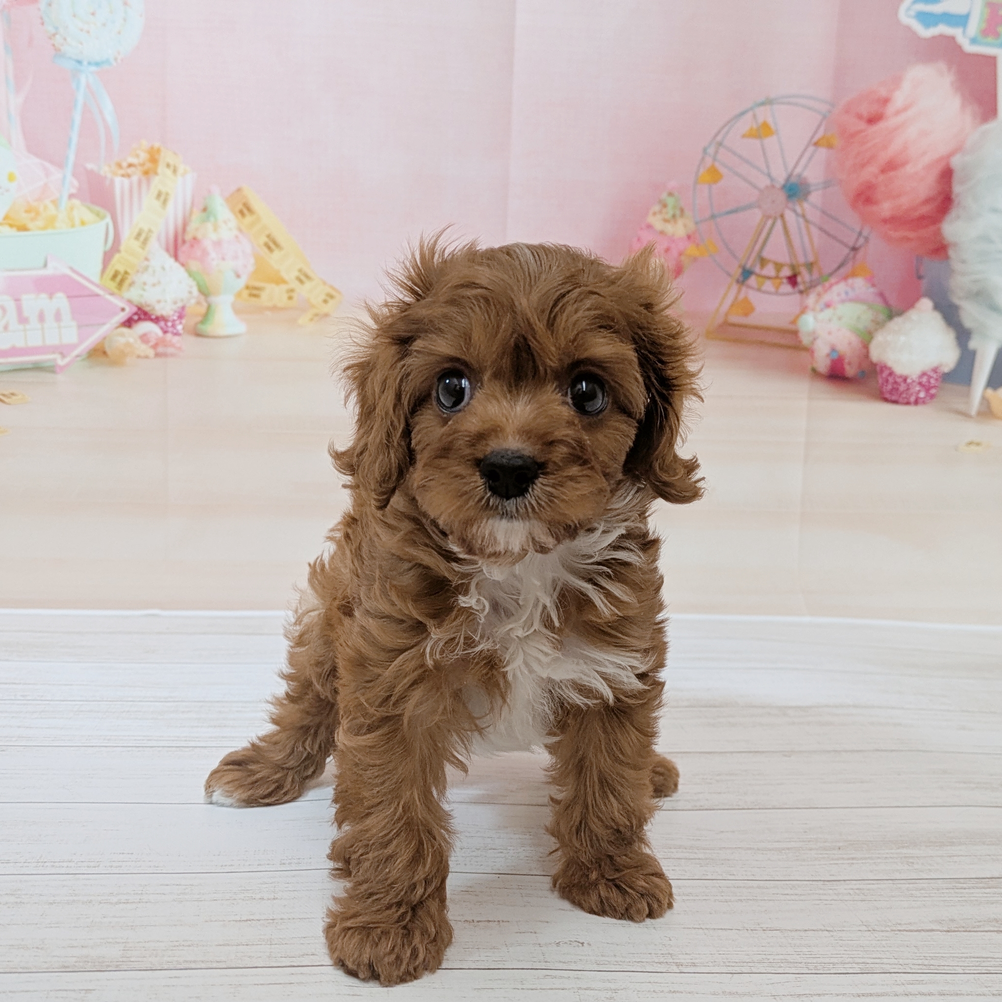 兵庫県のキャバプー(キャバリア×プードル) (犬の家＆猫の里尼崎店/2026年5月28日生まれ/女の子/レッドホワイト)の子犬の4枚目の画像