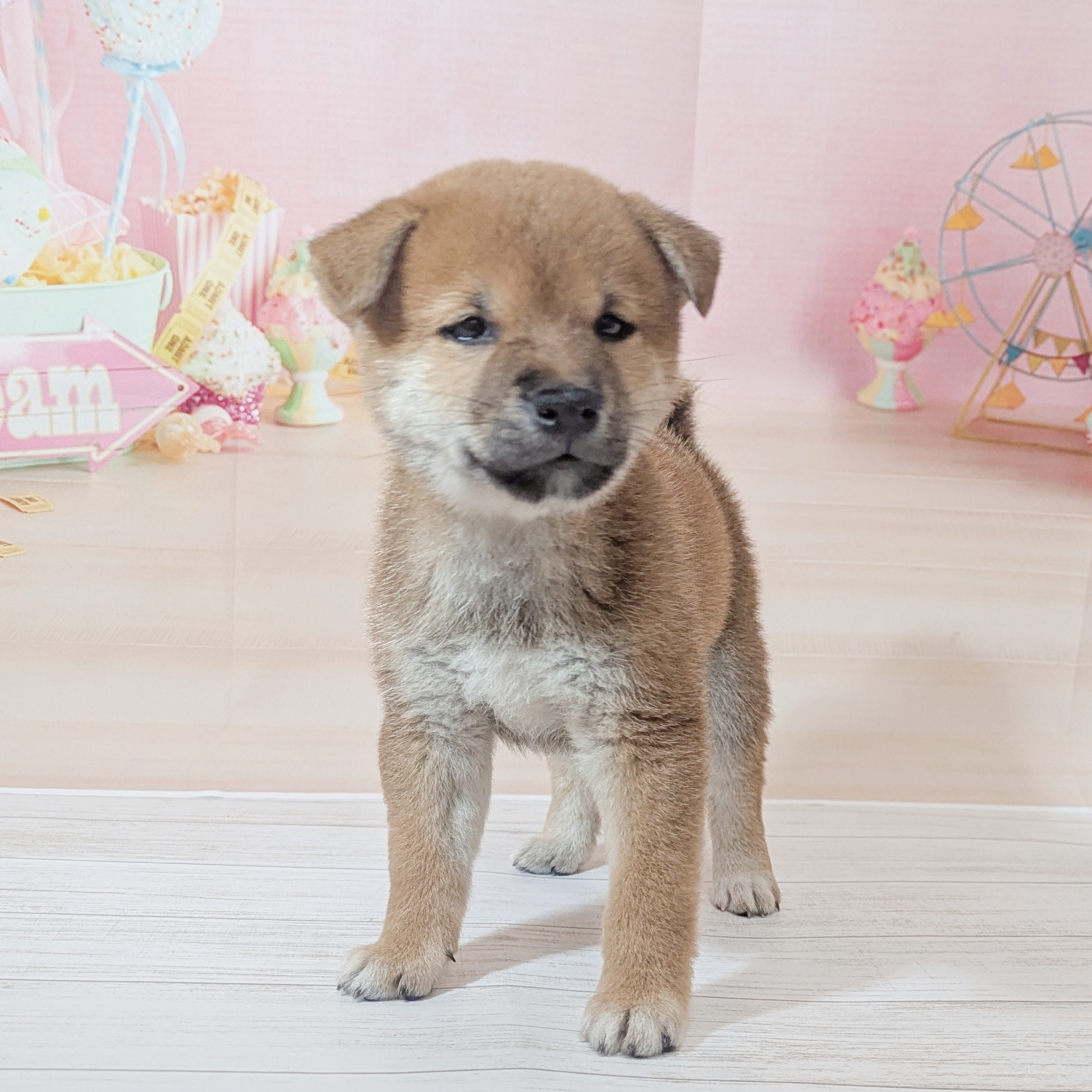 兵庫県の豆柴 (犬の家＆猫の里尼崎店/2026年6月5日生まれ/男の子/赤)の子犬の4枚目の画像