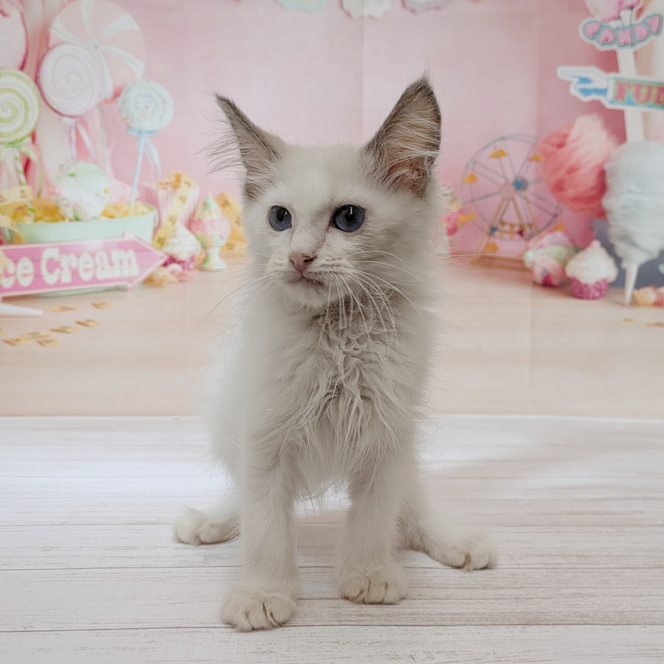 兵庫県のラグドール (犬の家＆猫の里尼崎店/2026年5月13日生まれ/男の子/ブルーポイントバイカラー)の子猫の4枚目の画像