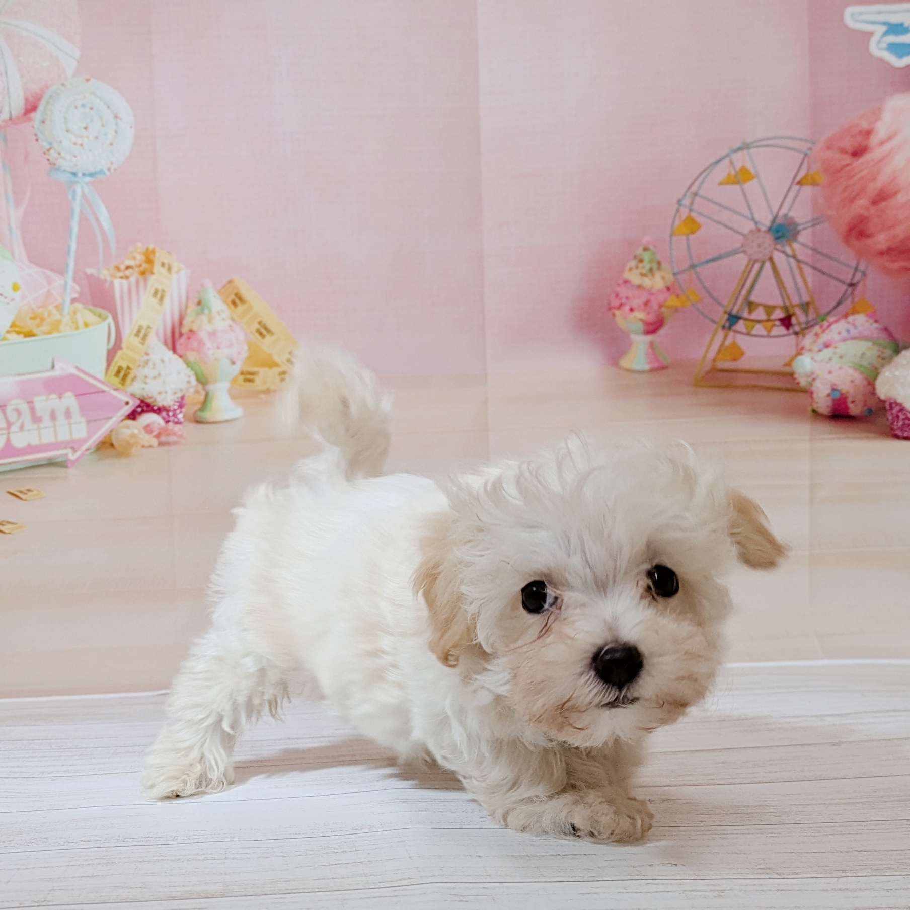 兵庫県のマルプー(マルチーズ×プードル) (犬の家＆猫の里尼崎店/2026年5月30日生まれ/男の子/クリーム)の子犬の4枚目の画像