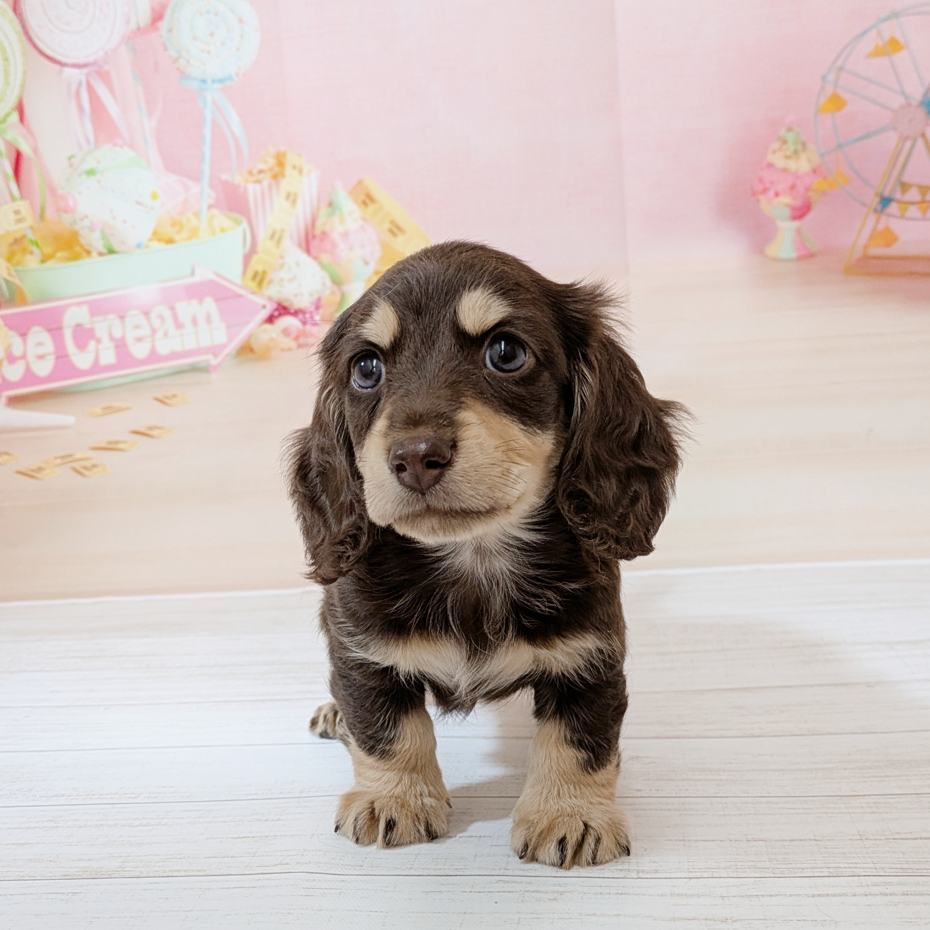 兵庫県のミニチュアダックスフンド(ロング) (犬の家＆猫の里尼崎店/2026年6月7日生まれ/男の子/チョコレートタン)の子犬の4枚目の画像