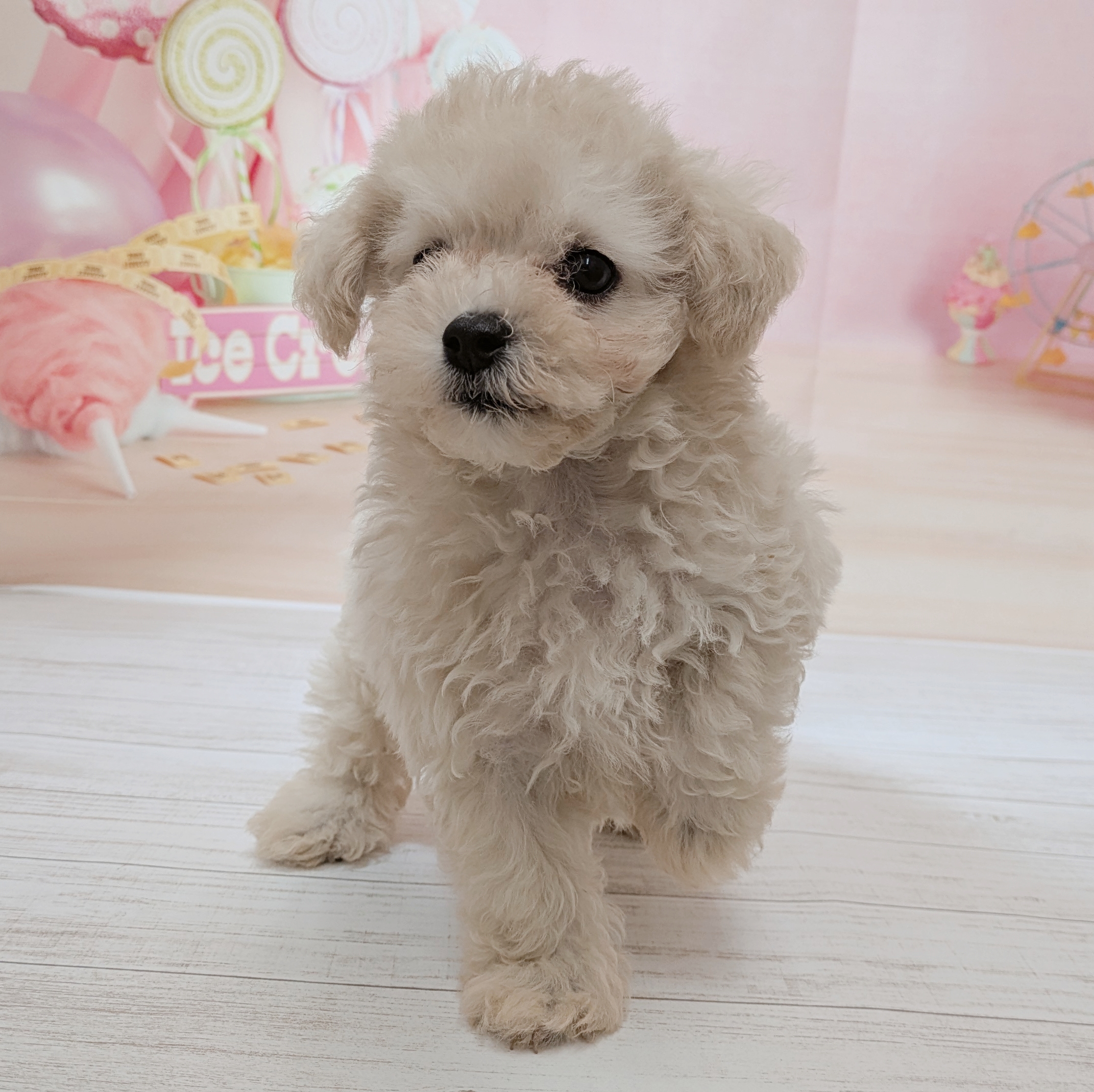 兵庫県のマルプー(マルチーズ×プードル) (犬の家＆猫の里尼崎店/2026年7月15日生まれ/男の子/クリームホワイト)の子犬の4枚目の画像