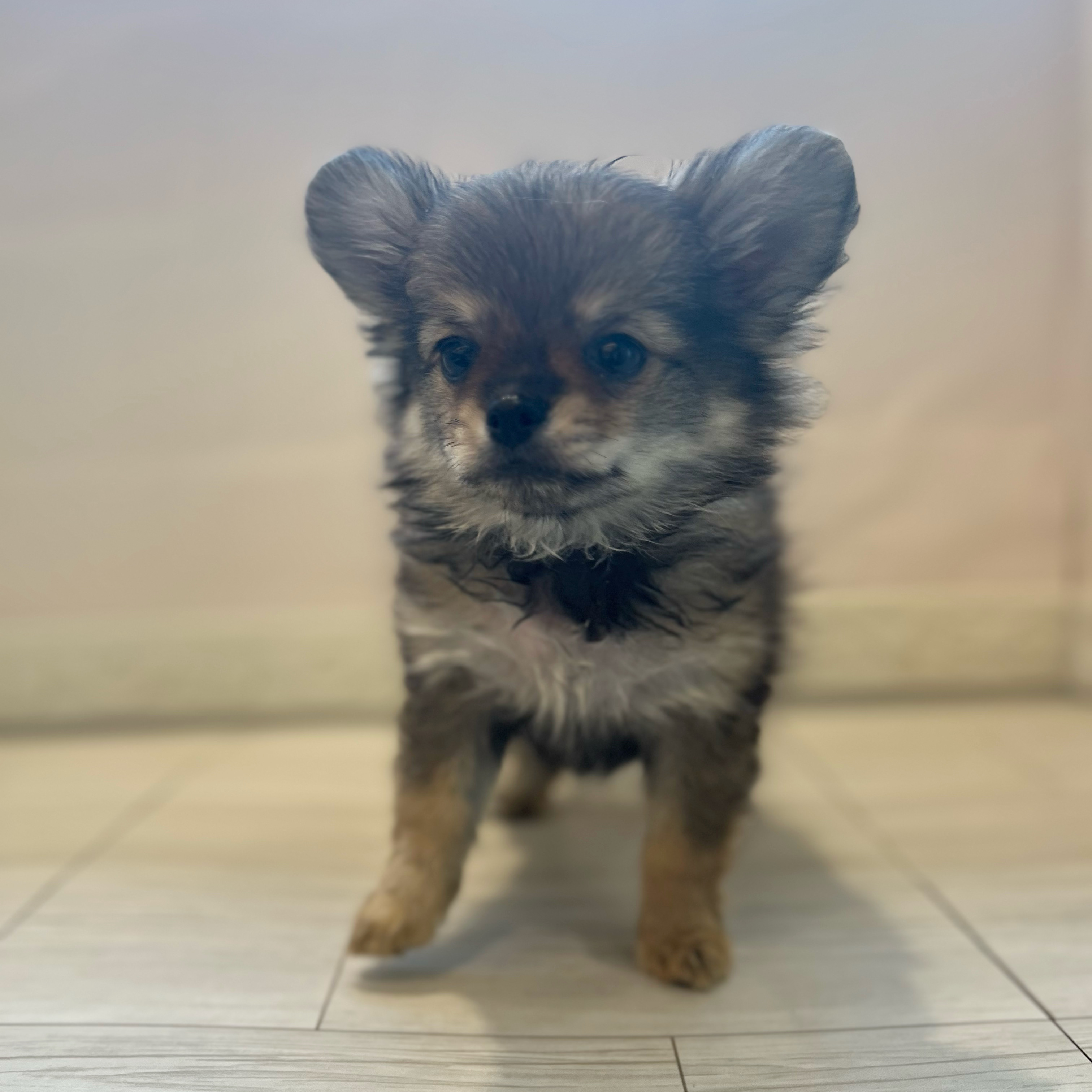 愛知県のポメチワ/チワポメ/ポメチー(ポメラニアン×チワワ) (犬の家＆猫の里春日井本店/2026年1月22日生まれ/女の子/レッド)の子犬の4枚目の画像