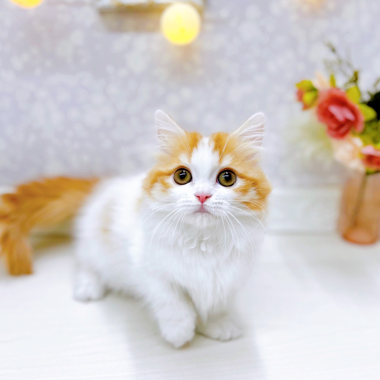 富山県のマンチカン (犬の家＆猫の里アミーゴ山室店/2025年9月25日生まれ/女の子/レッドタビーホワイト)の子猫の4枚目の画像