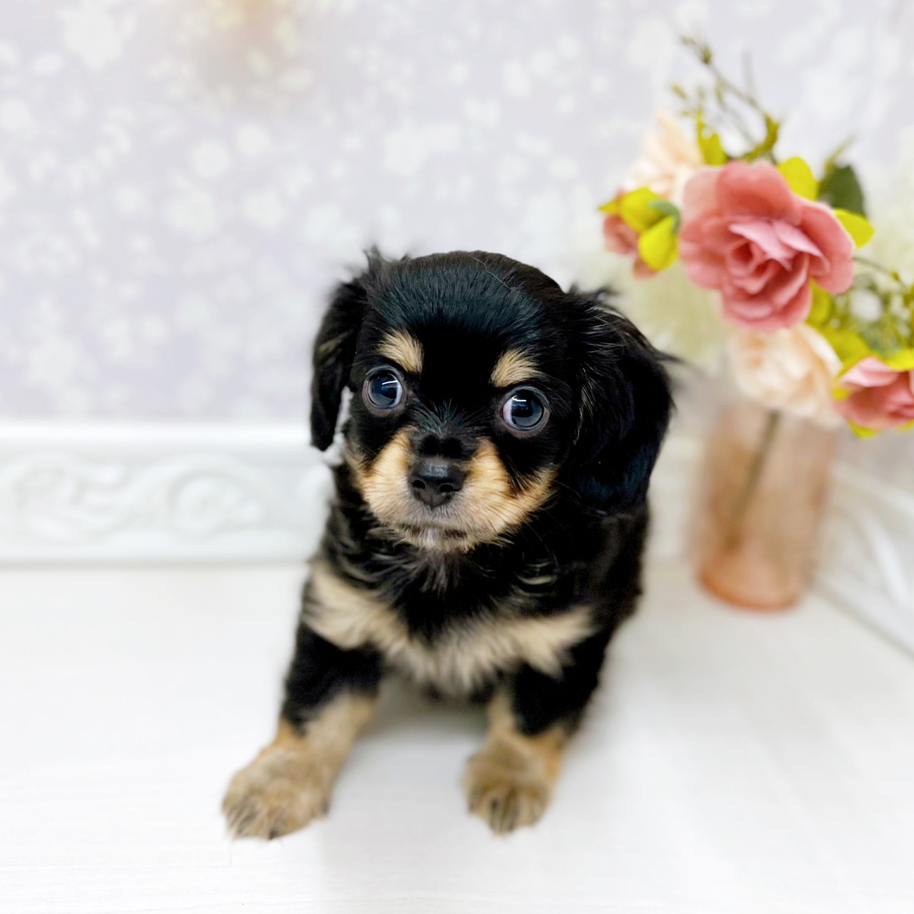 ハーフ犬男の子の写真