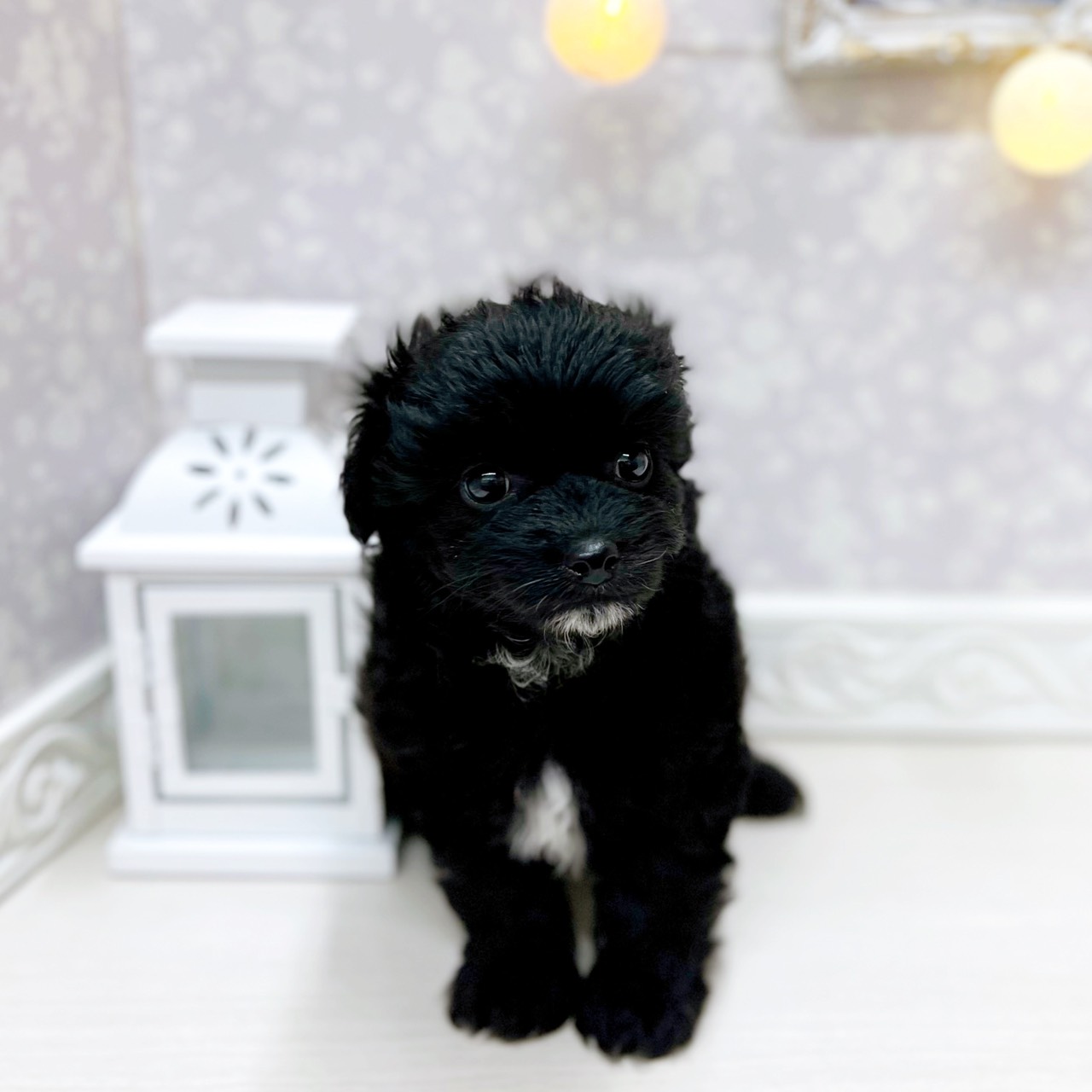富山県のチワプー/プーチー(チワワ×プードル) (犬の家＆猫の里アミーゴ山室店/2025年10月12日生まれ/男の子/ブラックホワイト)の子犬の4枚目の画像