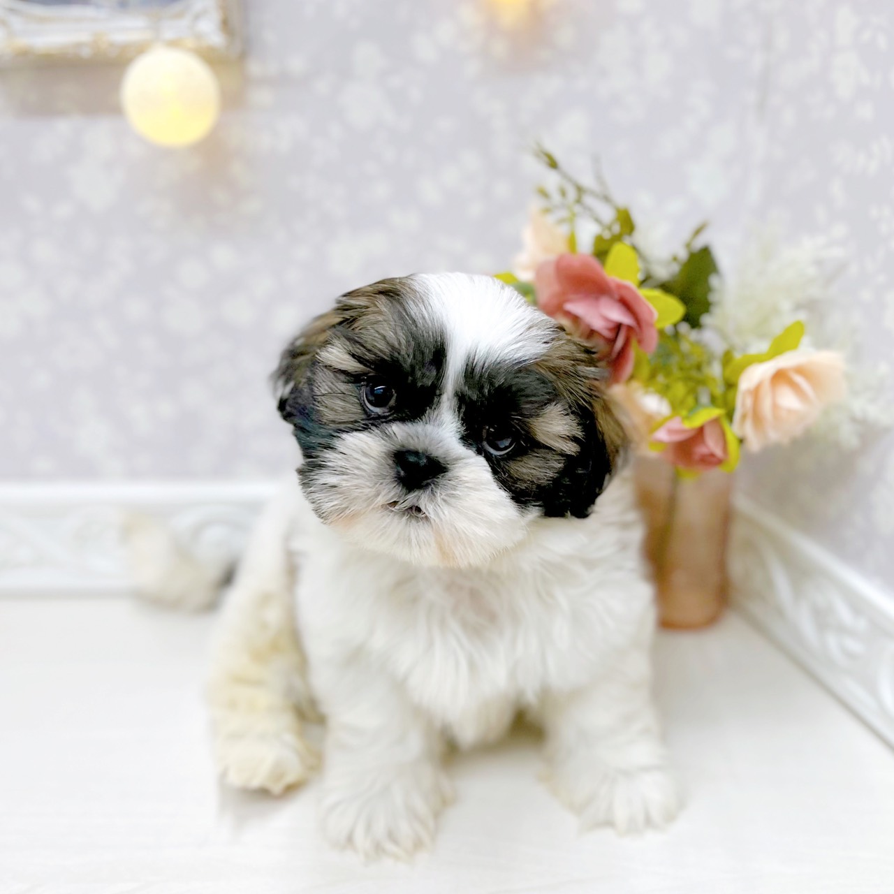 富山県のシーズー (犬の家＆猫の里アミーゴ山室店/2025年10月12日生まれ/男の子/ゴールドホワイト)の子犬の4枚目の画像