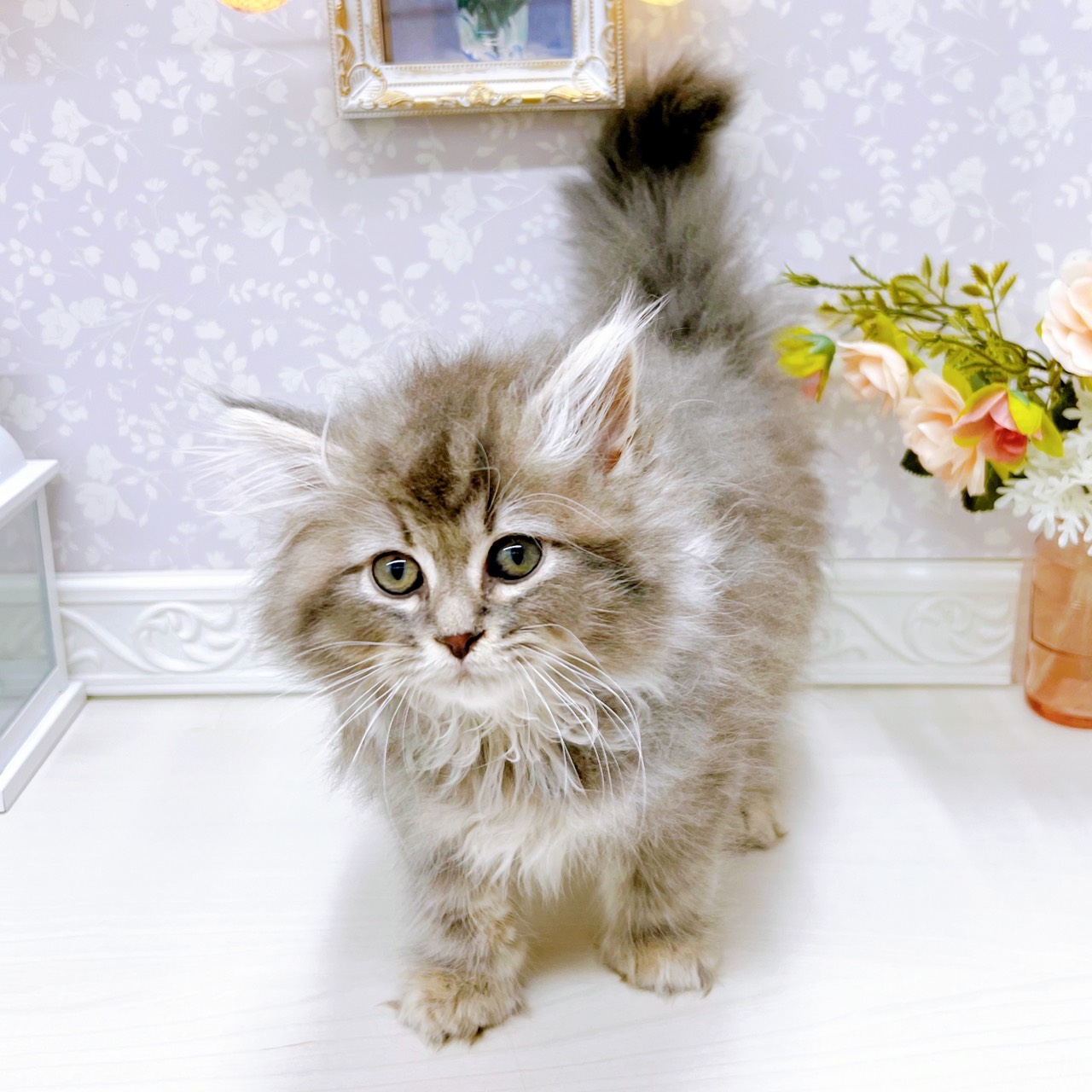 富山県のサイベリアン (犬の家＆猫の里アミーゴ山室店/2025年10月10日生まれ/男の子/ブルータビー)の子猫の4枚目の画像