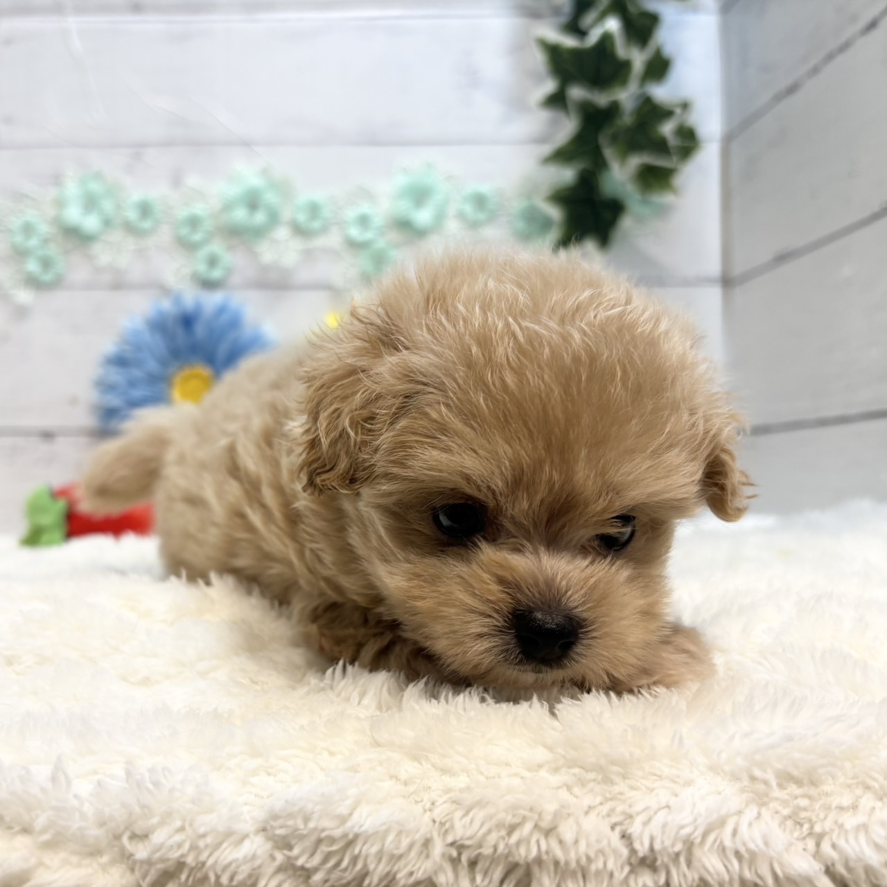 長野県のポメプー(ポメラニアン×プードル) (犬の家＆猫の里カインズ梓川店/2025年6月30日生まれ/女の子/アプリコット)の子犬の1枚目の画像