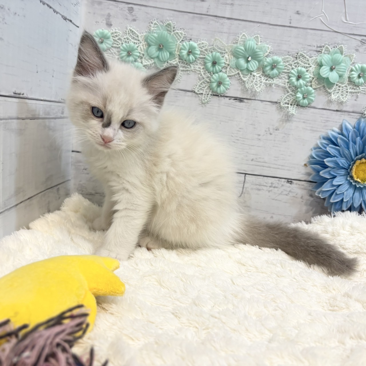 長野県のラグドール (犬の家＆猫の里カインズ梓川店/2025年7月1日生まれ/女の子/ブルーポイントバイカラー)の子猫の4枚目の画像