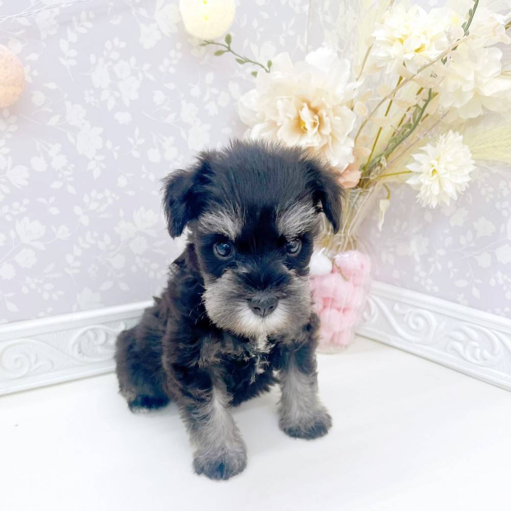 富山県のミニチュアシュナウザー (犬の家＆猫の里富山店/2026年4月14日生まれ/女の子/ブラックシルバー)の子犬の4枚目の画像