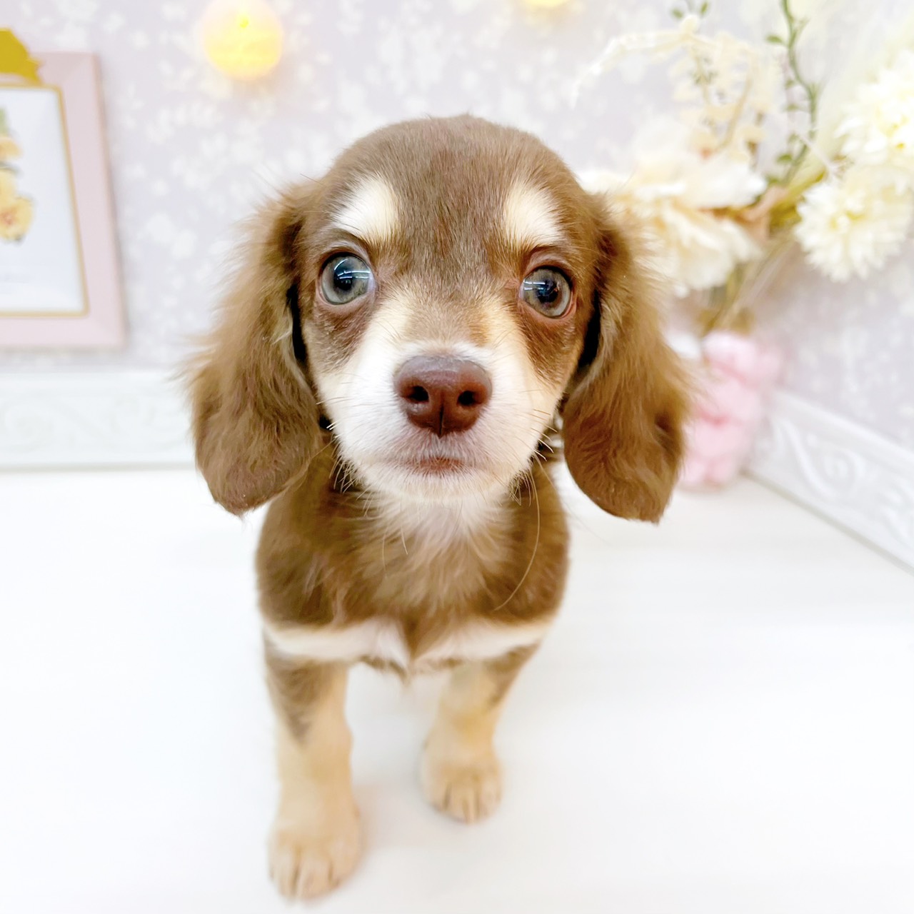 富山県のチワックス(チワワ×ダックス) (犬の家＆猫の里富山店/2026年4月7日生まれ/女の子/チョコレートクリーム)の子犬の4枚目の画像