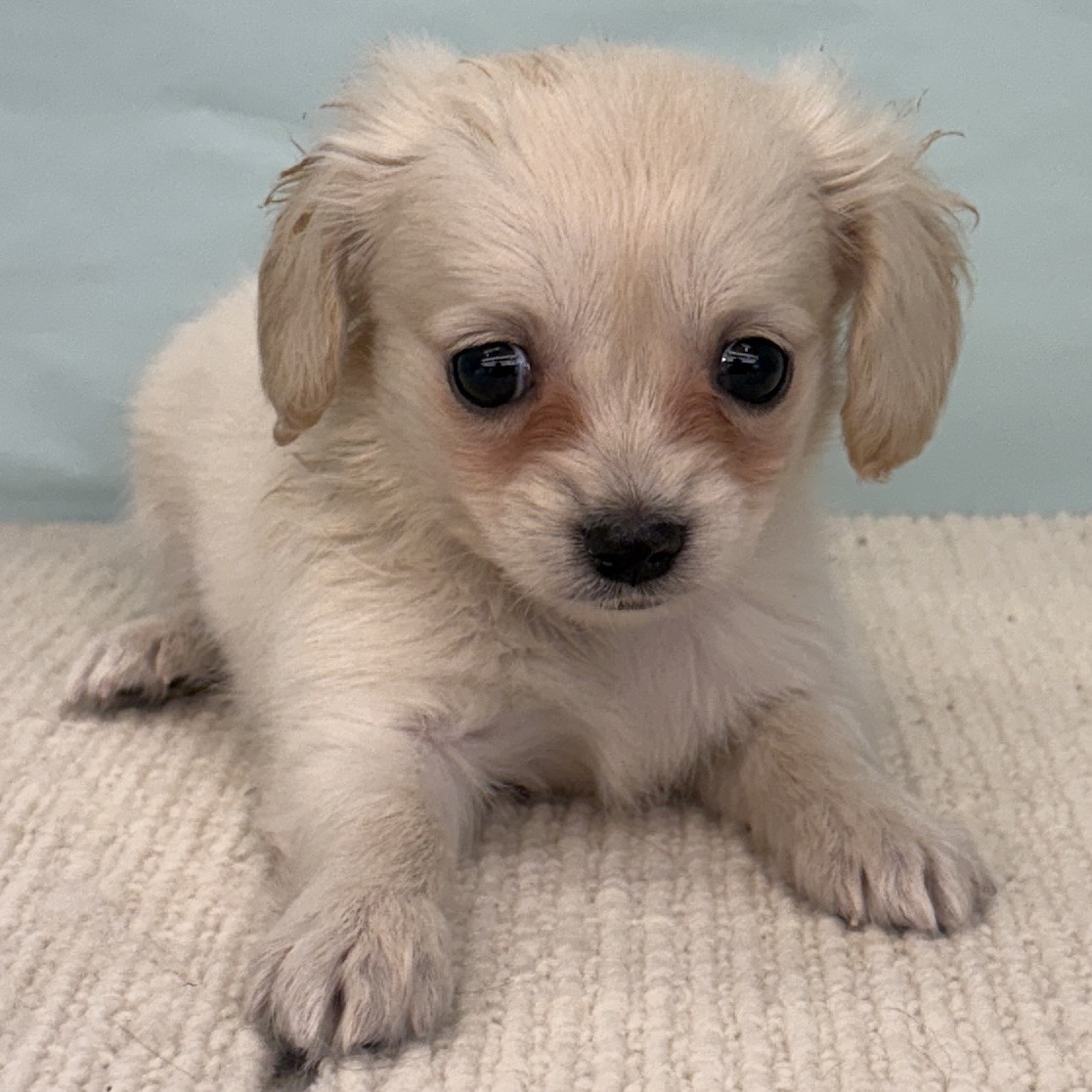 愛知県のチワックス(チワワ×ダックス) (犬の家＆猫の里春日井本店/2025年8月23日生まれ/女の子/クリーム)の子犬の4枚目の画像