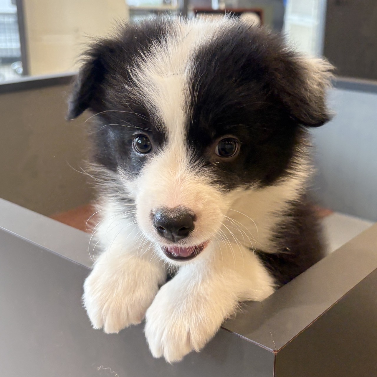 愛知県のボーダーコリー (犬の家＆猫の里春日井本店/2025年8月29日生まれ/女の子/ブラックホワイト)の子犬の4枚目の画像