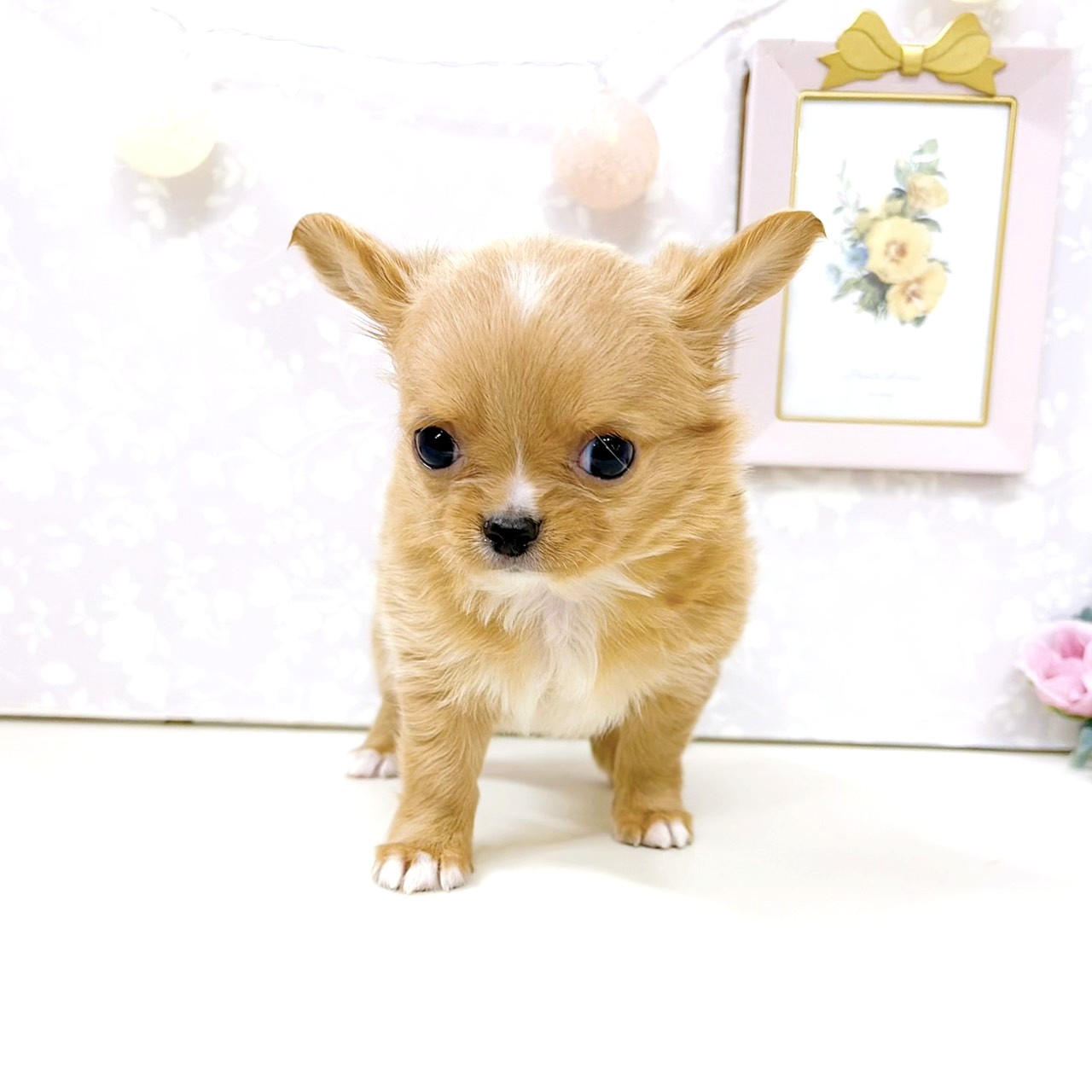 富山県のチワワ(ロング) (犬の家＆猫の里アミーゴ高岡蓮花寺店/2026年3月1日生まれ/男の子/レッドホワイト)の子犬の4枚目の画像