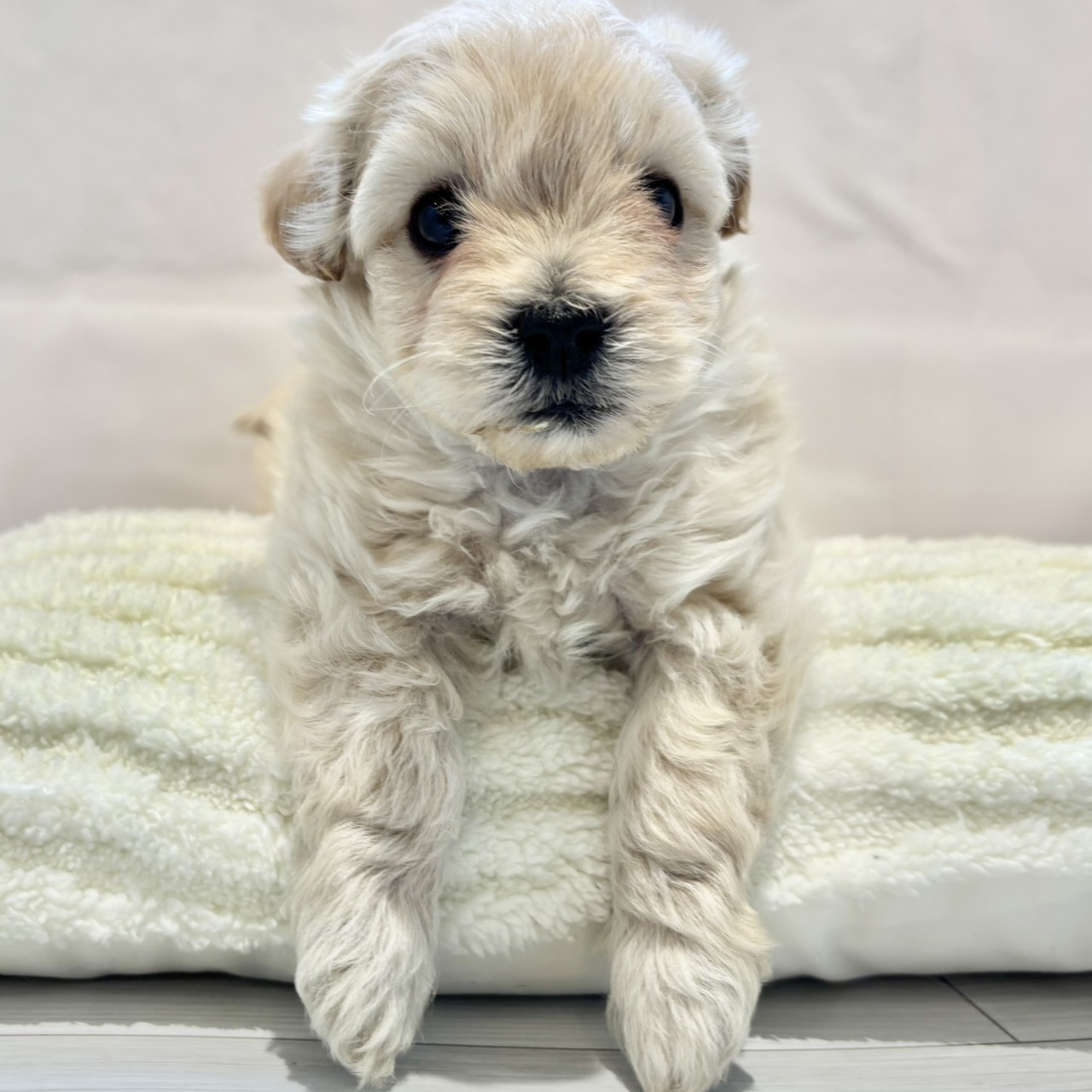 愛知県のマルプー(マルチーズ×プードル) (犬の家＆猫の里春日井本店/2025年12月1日生まれ/男の子/クリーム)の子犬の4枚目の画像