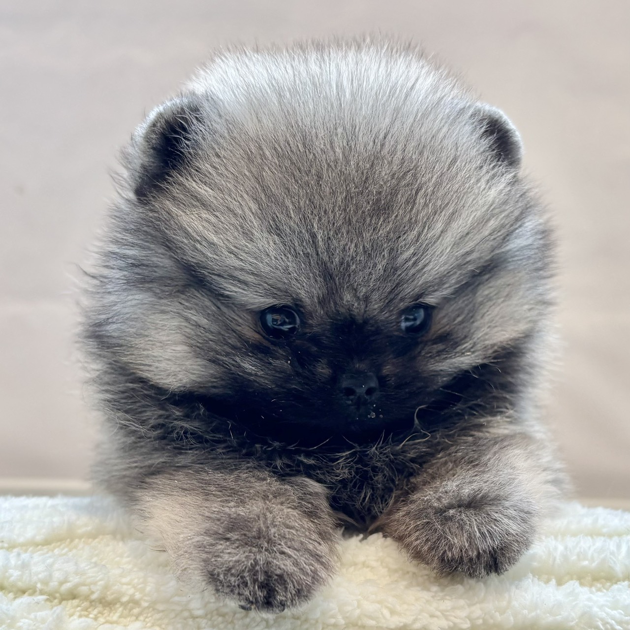 愛知県のポメラニアン (犬の家＆猫の里春日井本店/2025年11月30日生まれ/女の子/クリームセーブル)の子犬の4枚目の画像