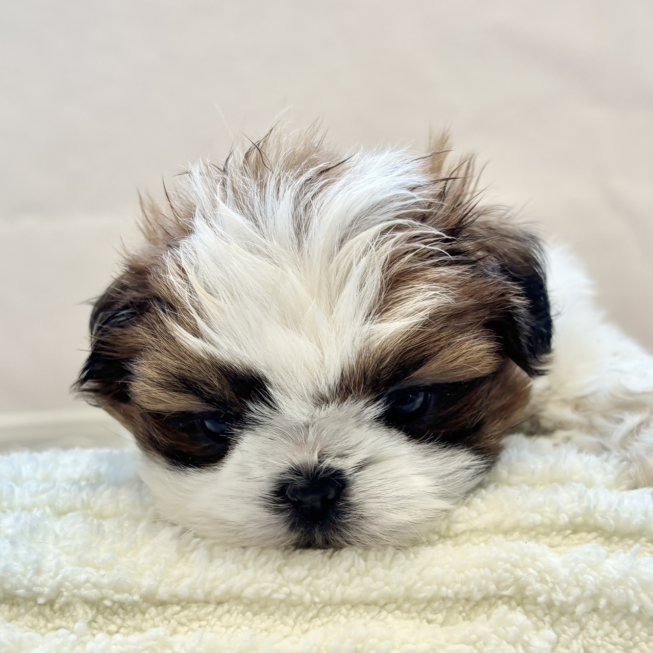 愛知県のシーズー (犬の家＆猫の里春日井本店/2025年12月2日生まれ/男の子/ホワイトゴールド)の子犬の4枚目の画像