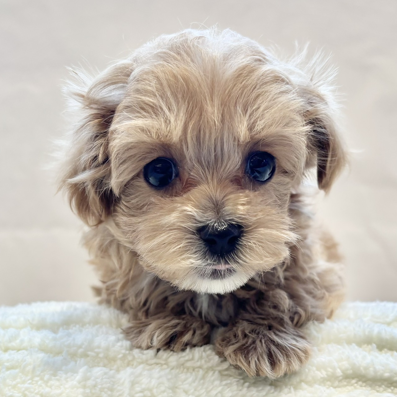 愛知県のマルプー(マルチーズ×プードル) (犬の家＆猫の里春日井本店/2025年11月30日生まれ/女の子/アプリコット)の子犬の4枚目の画像