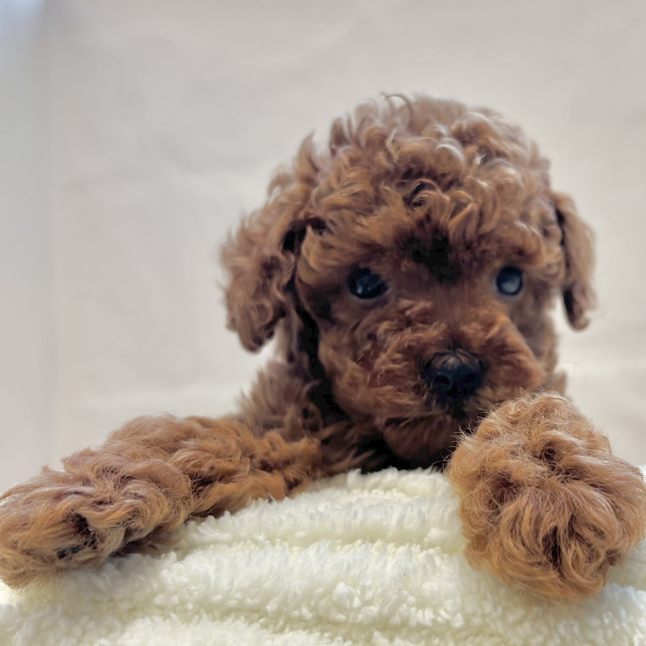 愛知県のトイプードル(トイ) (犬の家＆猫の里春日井本店/2025年12月2日生まれ/女の子/アプリコット)の子犬の4枚目の画像