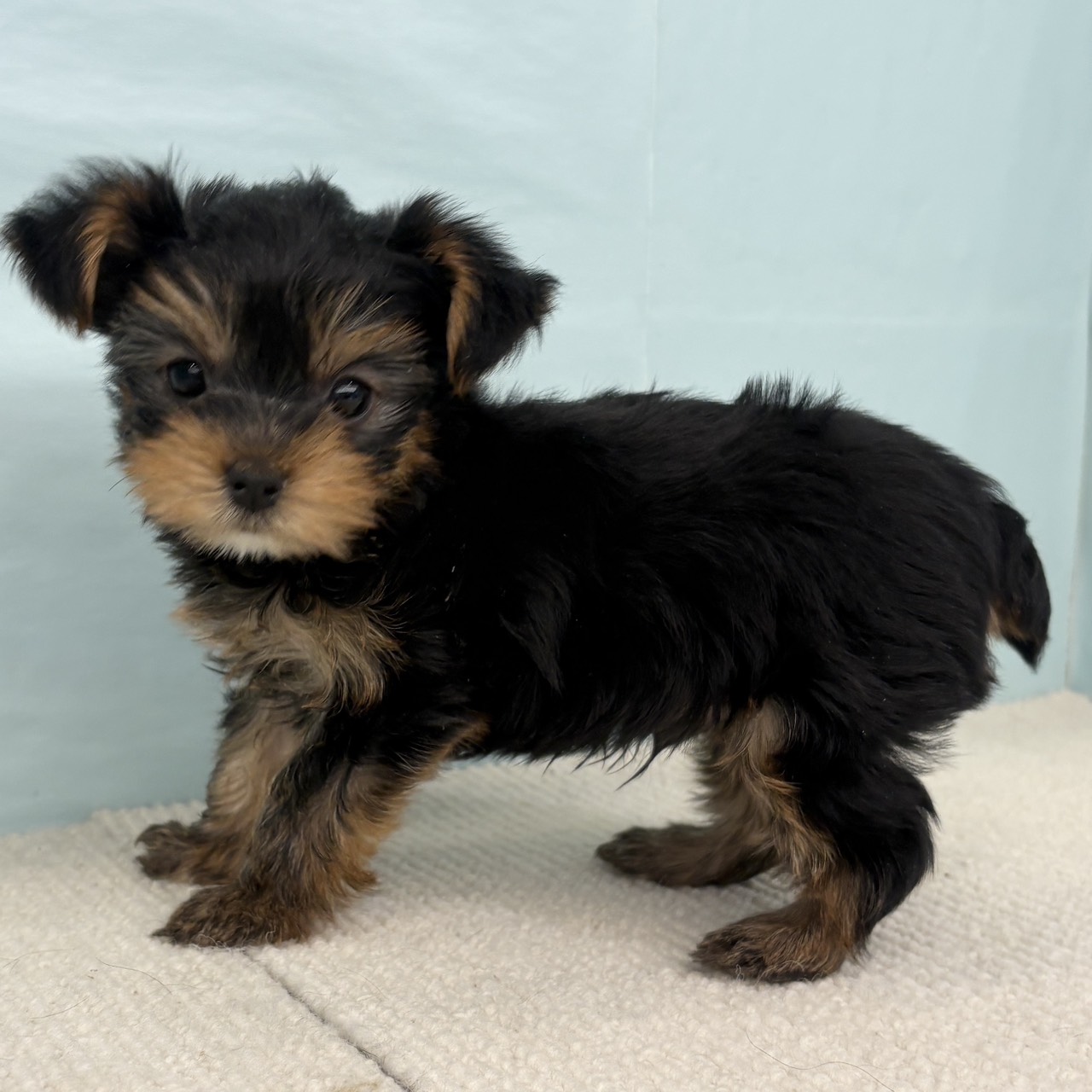 愛知県のヨークシャーテリア (犬の家＆猫の里春日井本店/2025年9月2日生まれ/男の子/スチールブルータン)の子犬の4枚目の画像