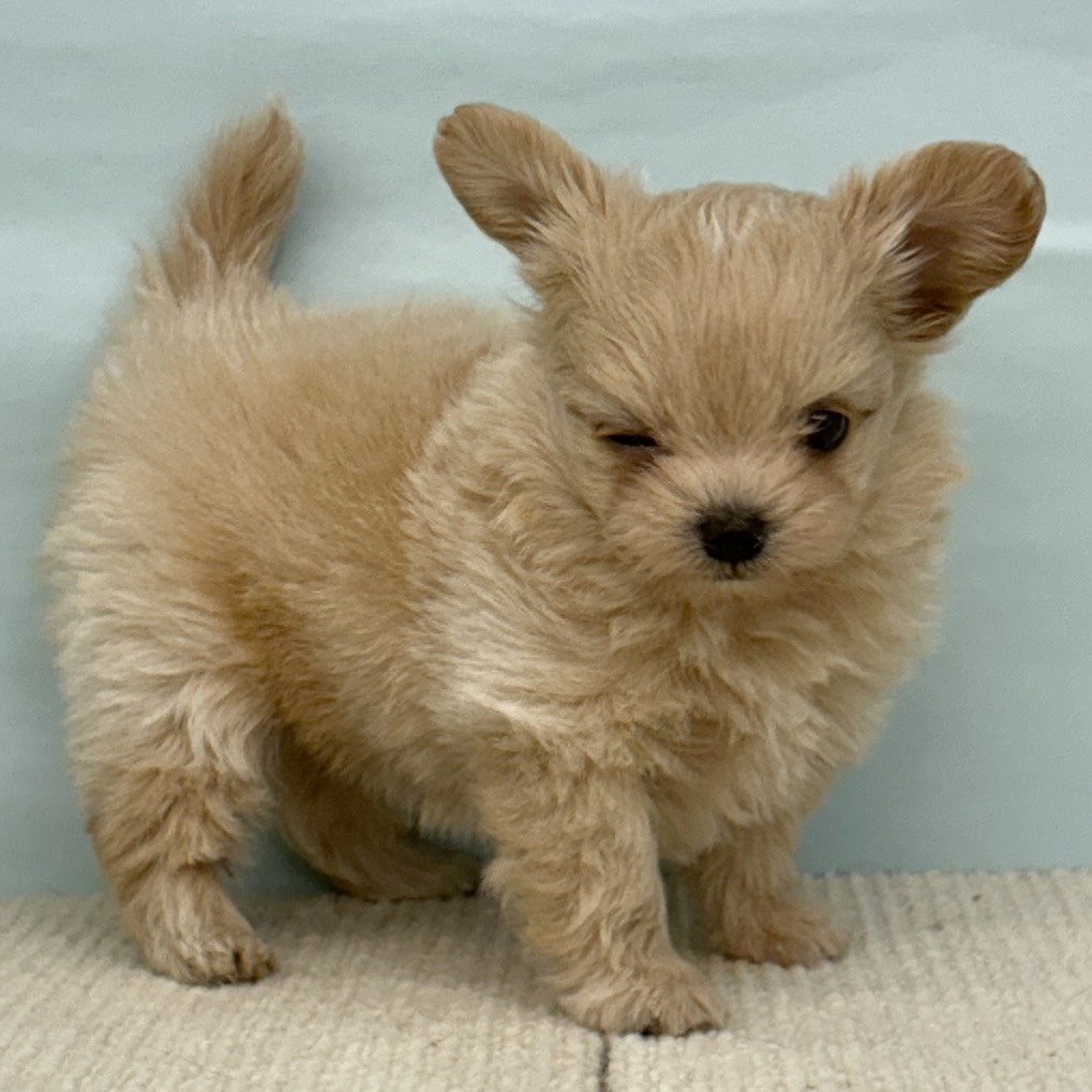 愛知県のチワプー/プーチー(チワワ×プードル) (犬の家&猫の里春日井本店/2025年9月3日生まれ/女の子/クリーム)の子犬の4枚目の画像
