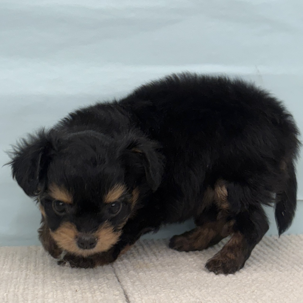 愛知県のチワプー/プーチー(チワワ×プードル) (犬の家&猫の里春日井本店/2025年9月3日生まれ/女の子/ブラックタン)の子犬の4枚目の画像