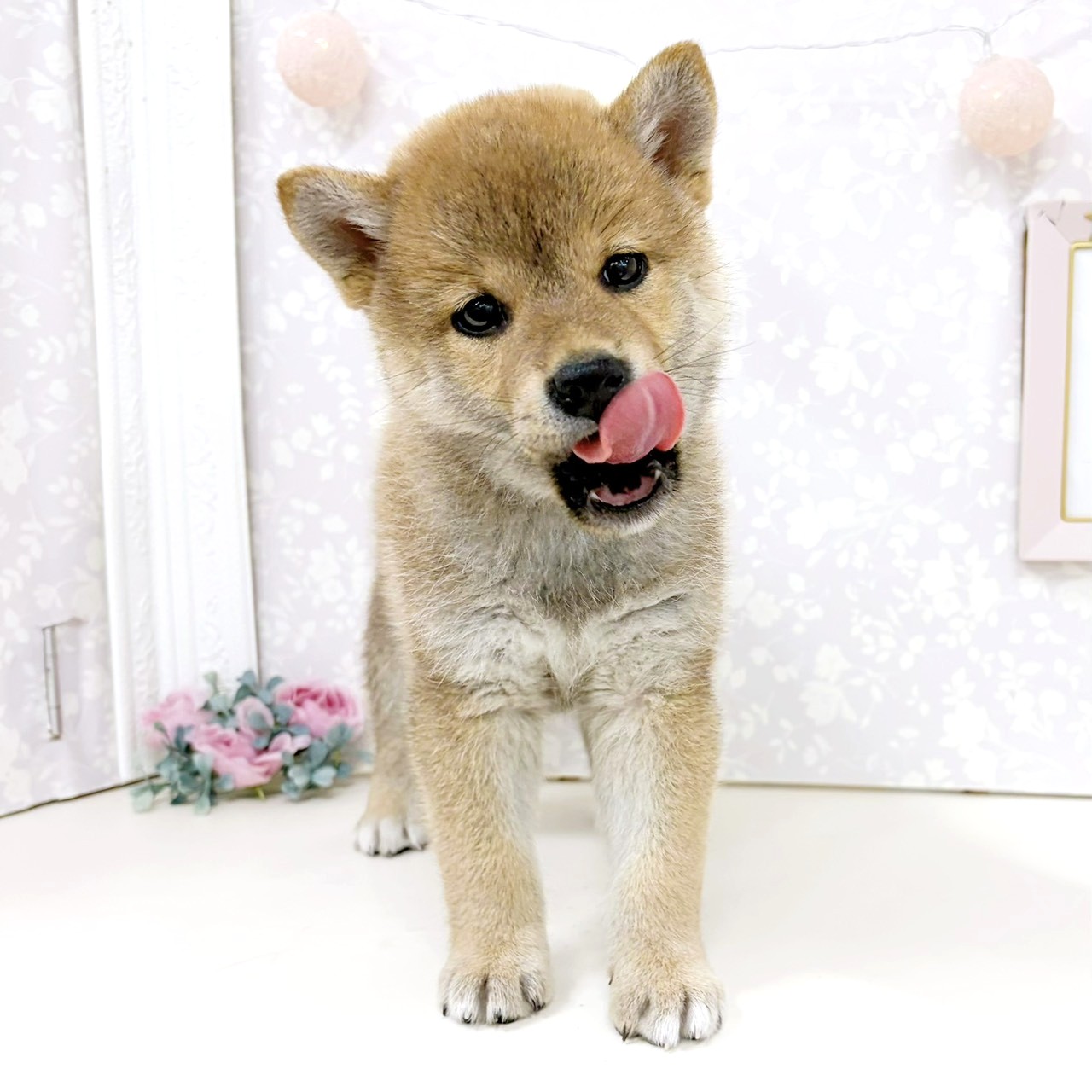 富山県の柴犬(標準サイズ) (犬の家＆猫の里アミーゴ高岡蓮花寺店/2026年4月5日生まれ/女の子/赤)の子犬の4枚目の画像