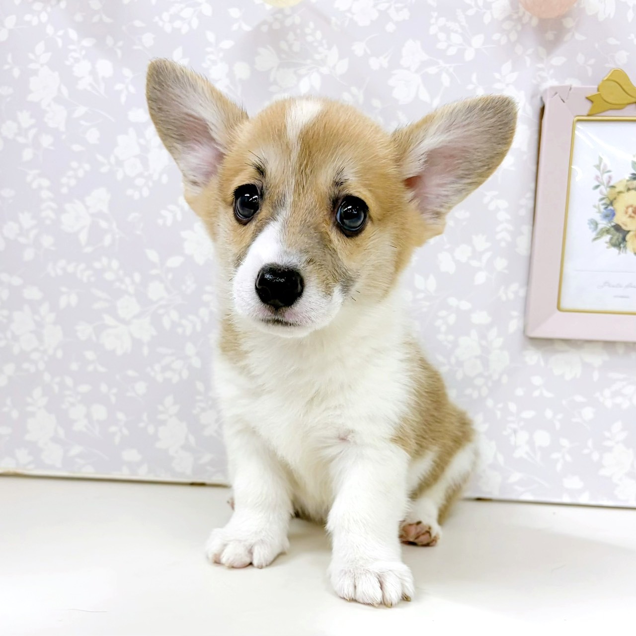 富山県のウェルシュコーギーペンブローク (犬の家＆猫の里アミーゴ高岡蓮花寺店/2026年4月4日生まれ/女の子/レッドホワイト)の子犬の4枚目の画像